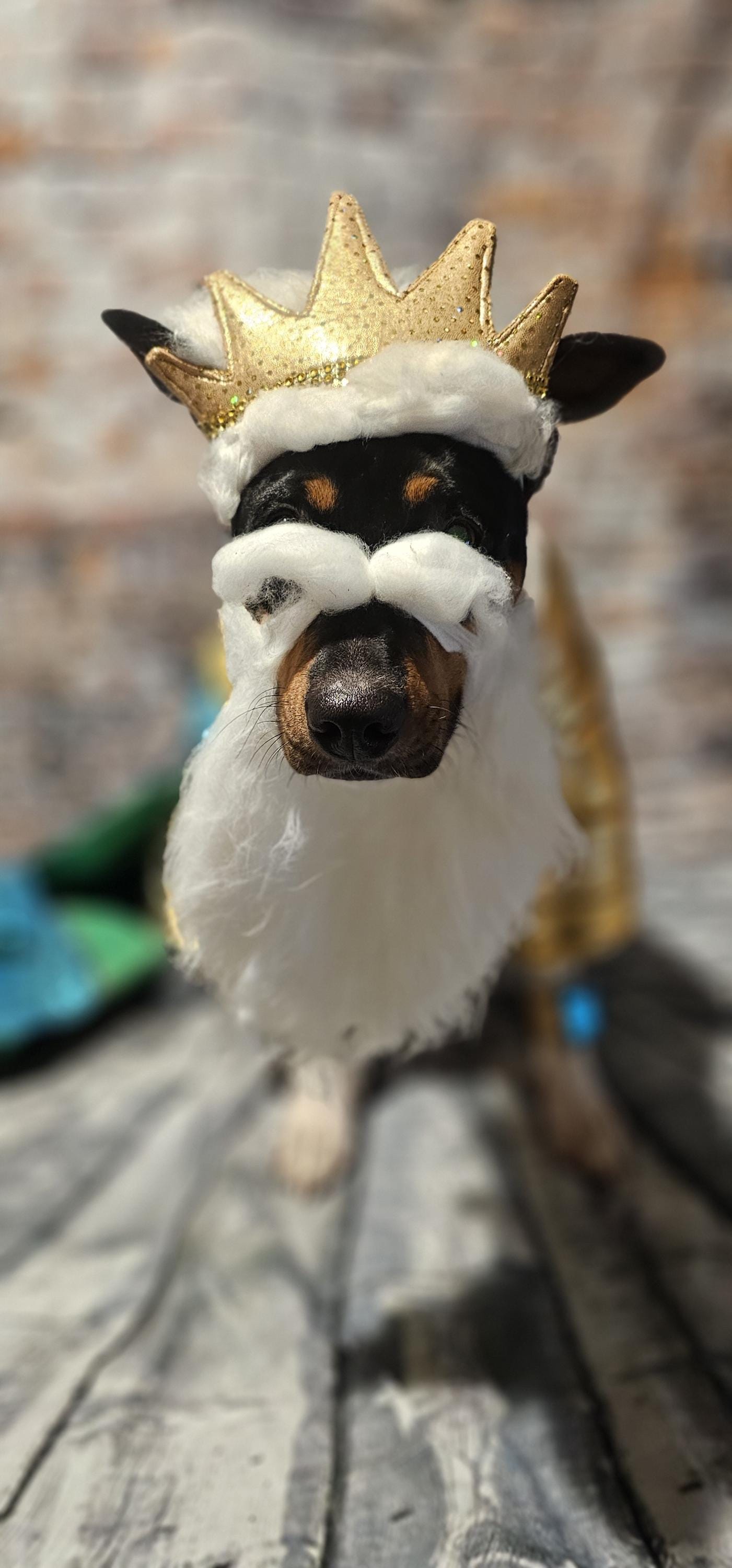 King Triton Pet wig, beard and crown, King Triton dog wig and crown, Sea King Pet wig, beard and crown, Mermaid Pet wig and beard