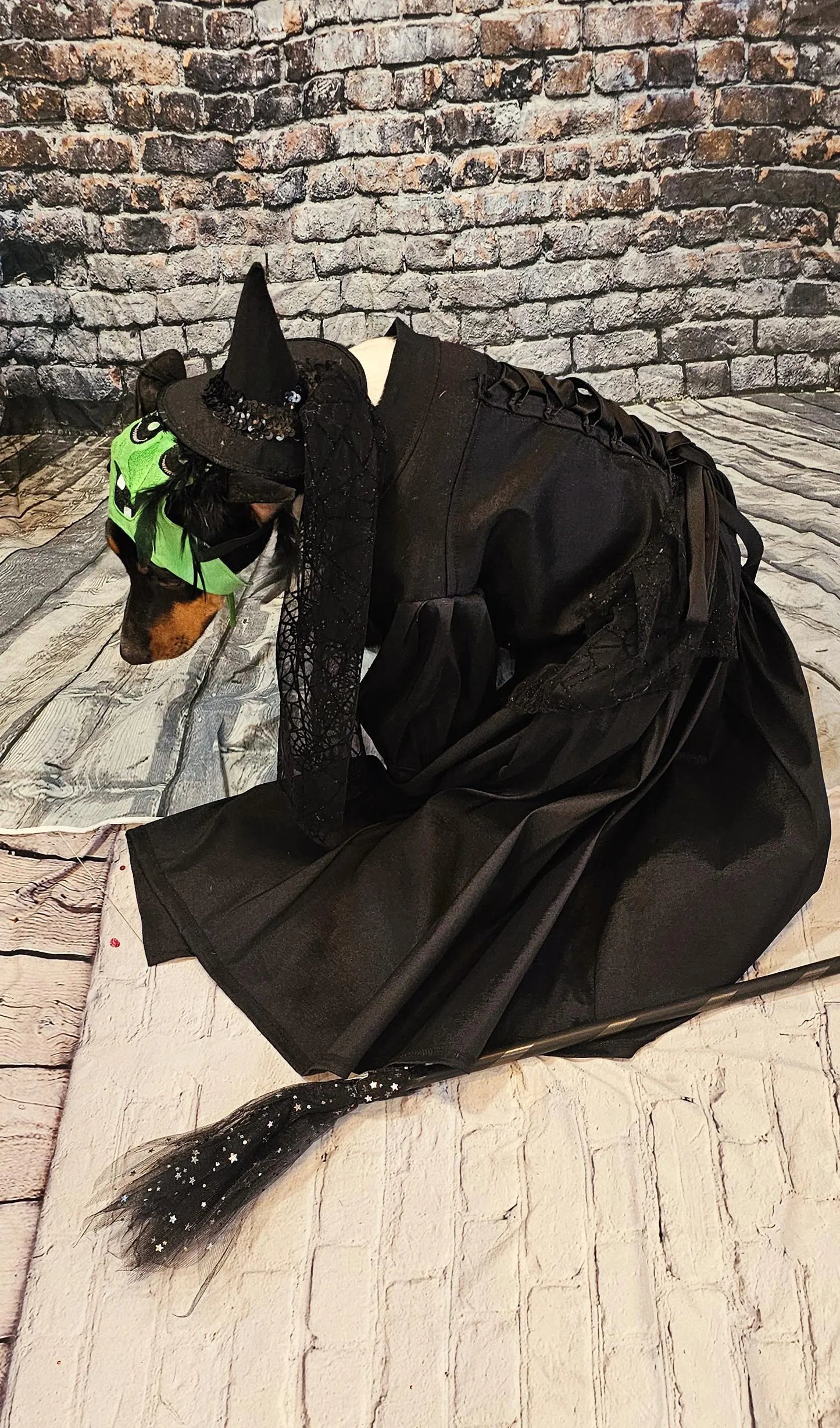 - Wicked Witch of the West pet costume, Elphaba pet costume, wicked witch of the west dog costume, wicked witch of the west cat costume