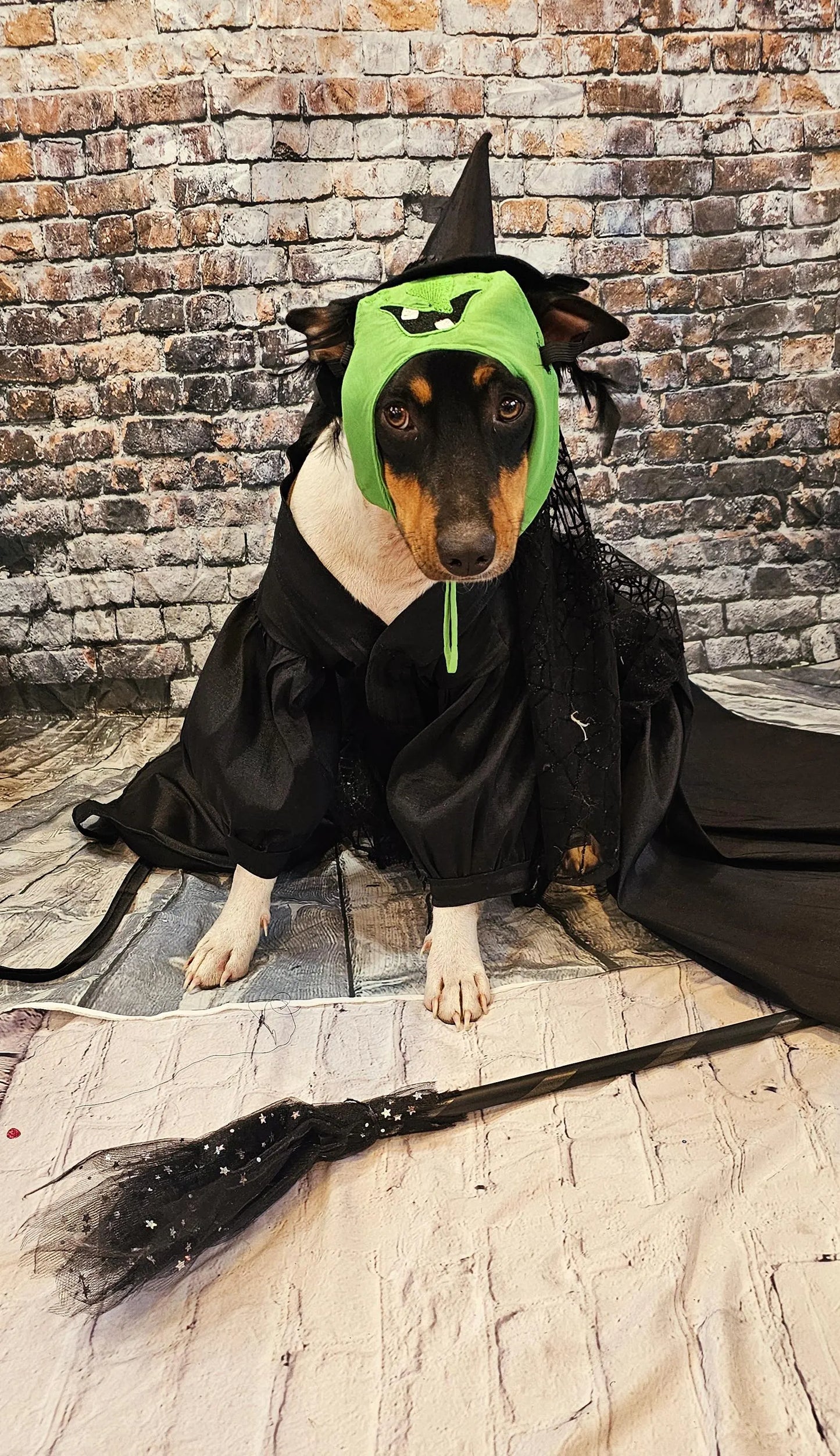 - Wicked Witch of the West pet costume, Elphaba pet costume, wicked witch of the west dog costume, wicked witch of the west cat costume