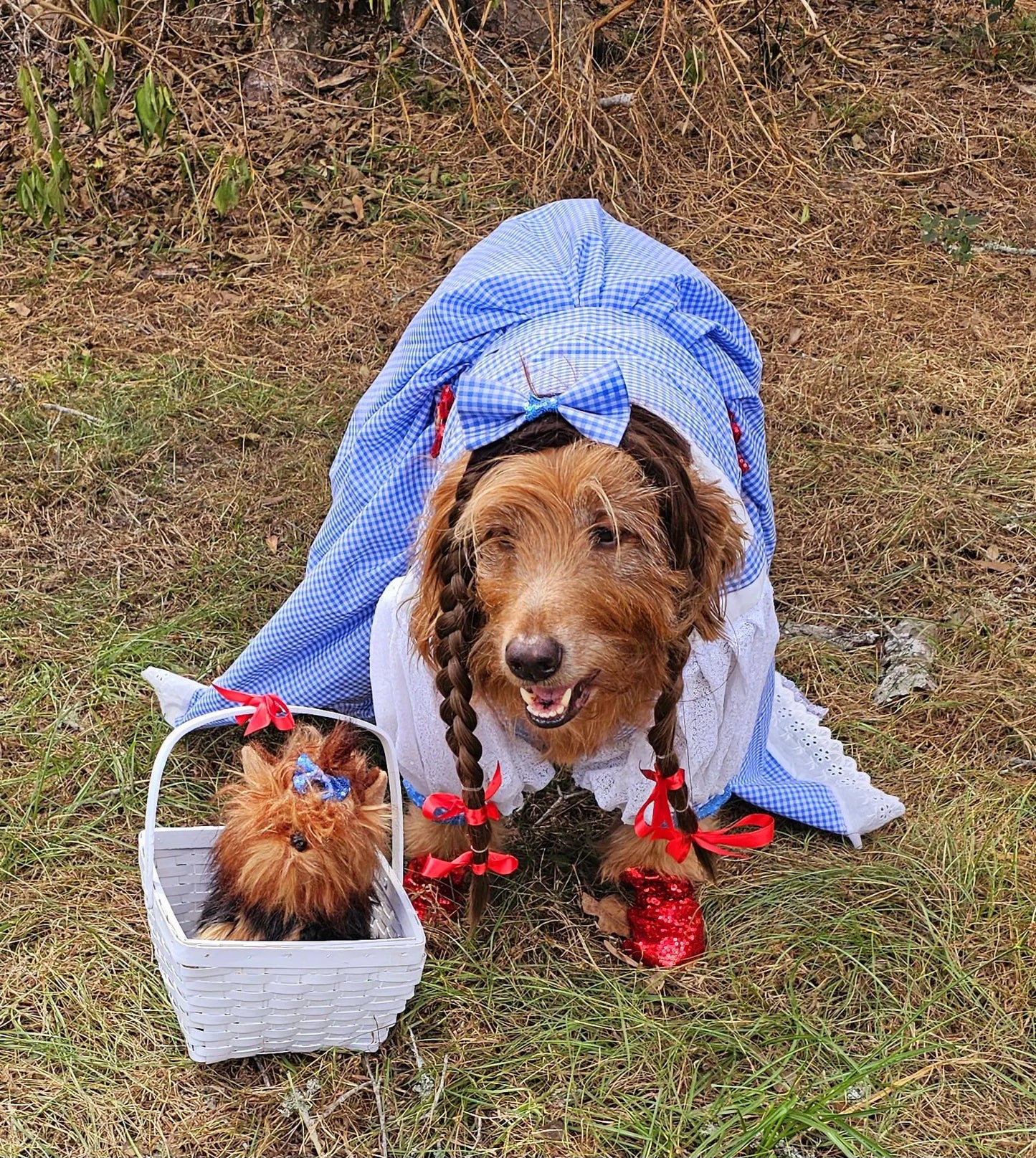 - Dorothy/Toto pet costume, Dorothy/Toto dog costume, Dorothy pet costume, Dorothy, Toto cat costume, pet Dorothy wig, toto and Dorothy pet
