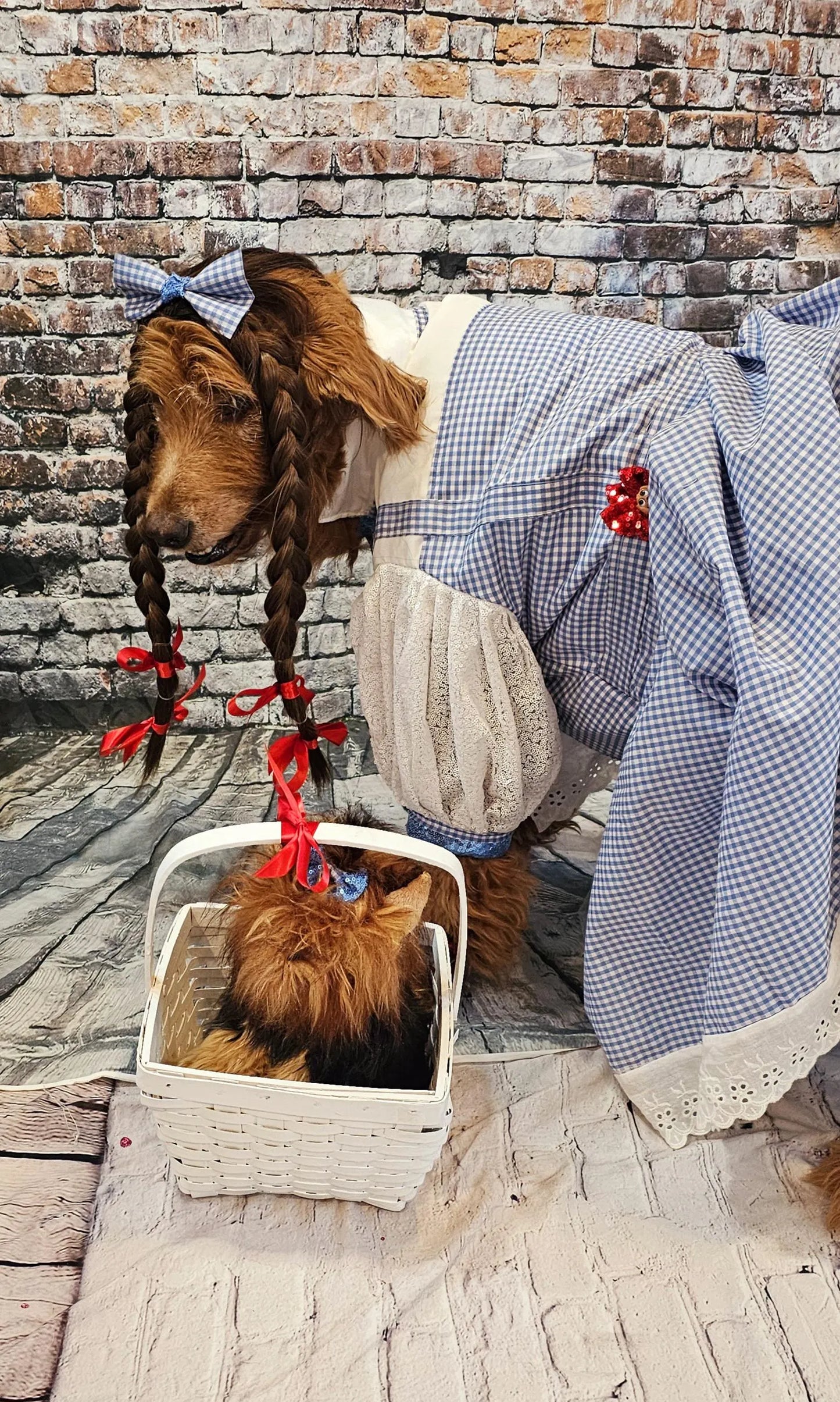 - Dorothy/Toto pet costume, Dorothy/Toto dog costume, Dorothy pet costume, Dorothy, Toto cat costume, pet Dorothy wig, toto and Dorothy pet