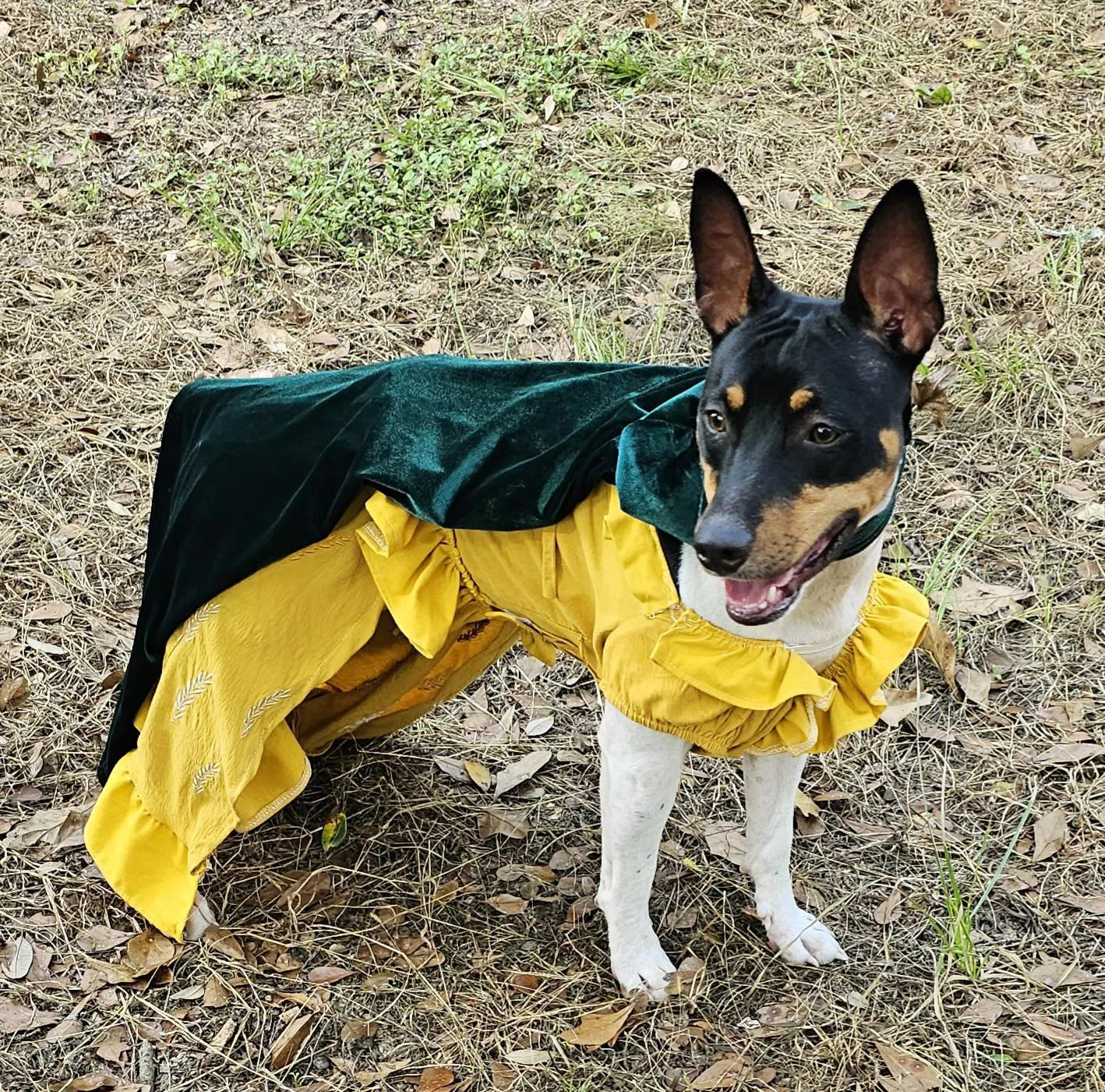 Evermore pet dress, Evermore pet costume, evermore pet dress, evermore dog dress, evermore cat dress, evermore era pet costume, Taylor pet