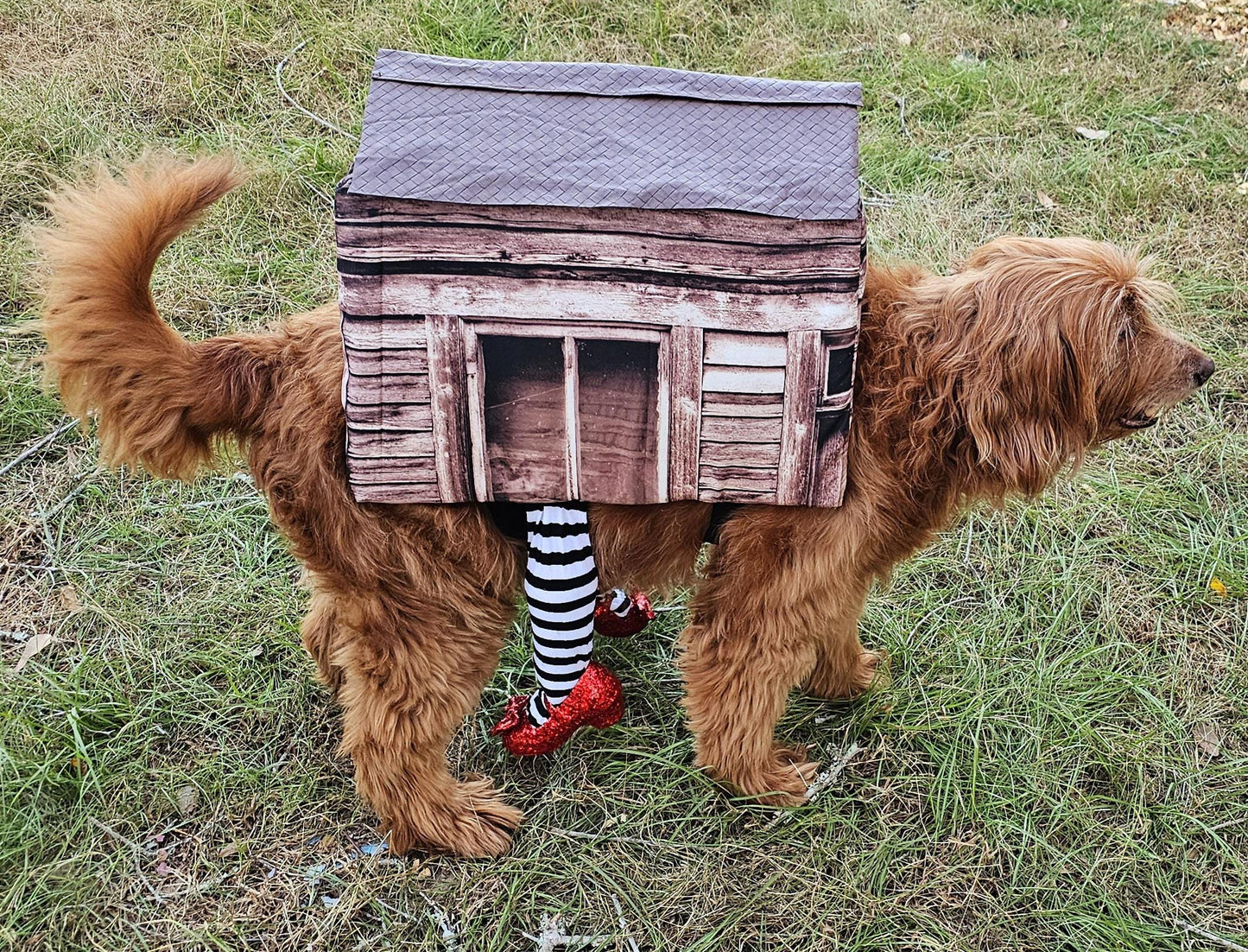 - A Wicked Witch of the East pet costume, wicked witch East dog costume, wicked witch East cat costume, house pet costume, house dog costume
