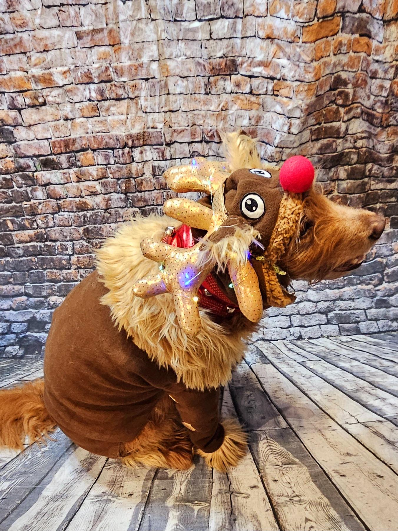 Reindeer pet costume, Reindeer dog costume, Rudolph pet costume, Rudolph dog costume, Deer pet costume, Reindeer cat costume, deer dog