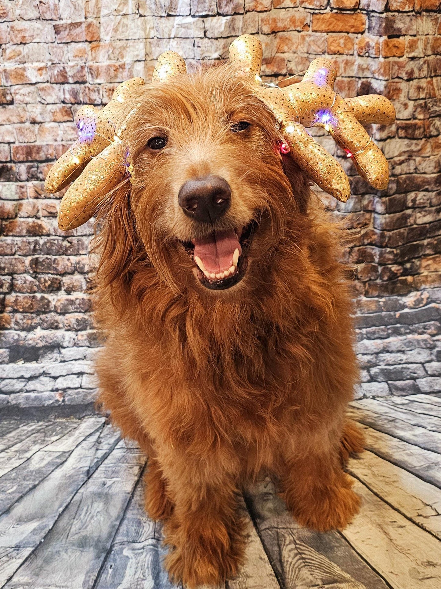 Light up pet antlers, light up dog antlers, Reindeer pet antlers, light up cat antlers, Reindeer dog light up antlers, antlers for pets