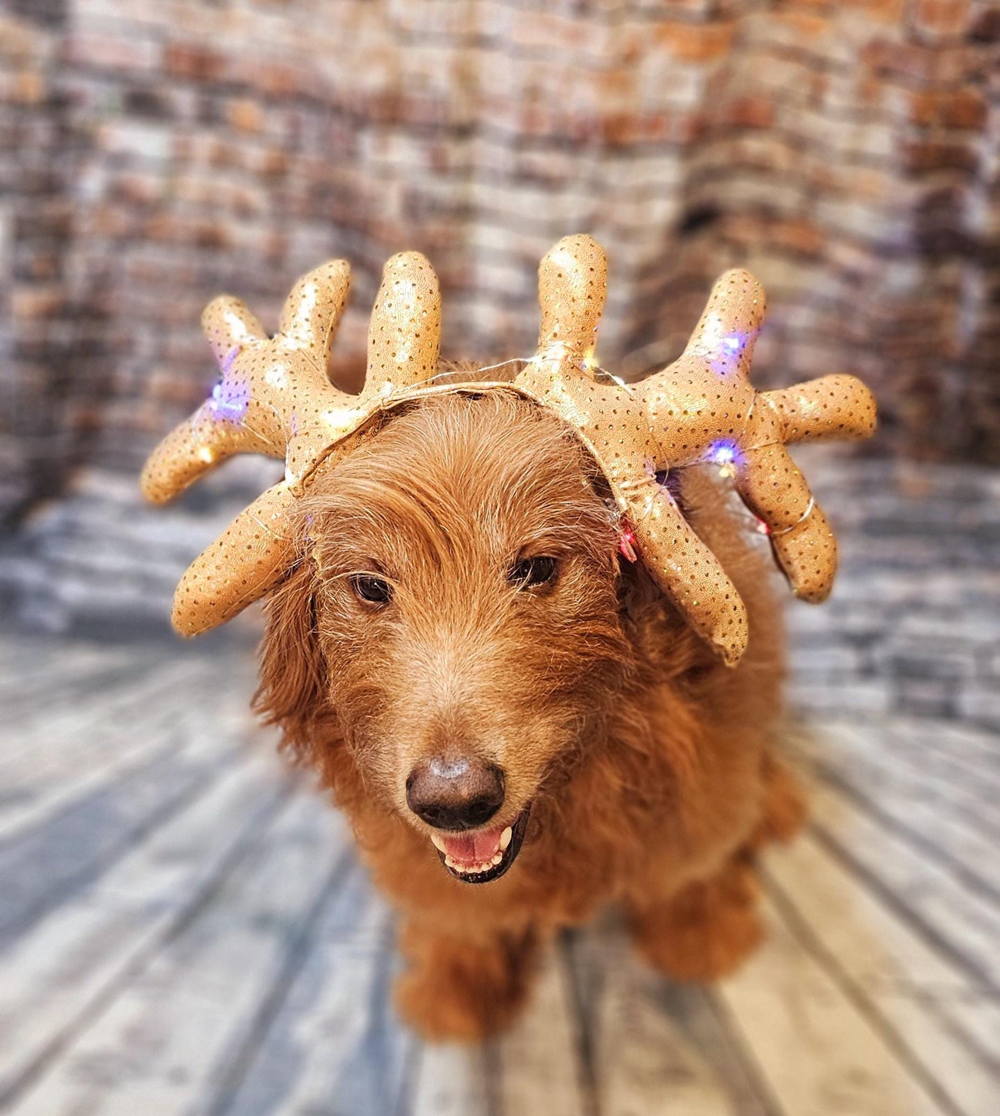 Light up pet antlers, light up dog antlers, Reindeer pet antlers, light up cat antlers, Reindeer dog light up antlers, antlers for pets