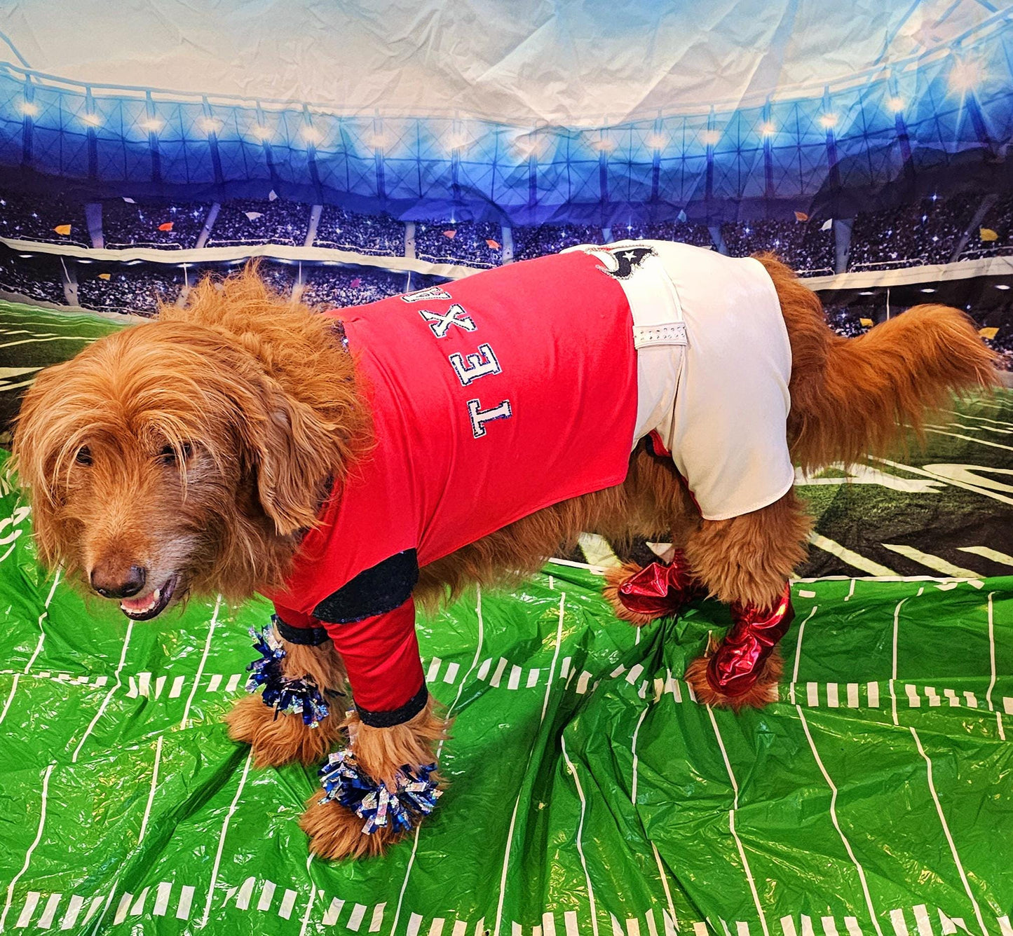 Houston Texans pet cheerleader costume, Texans dog cheerleader, Texans cat cheerleader