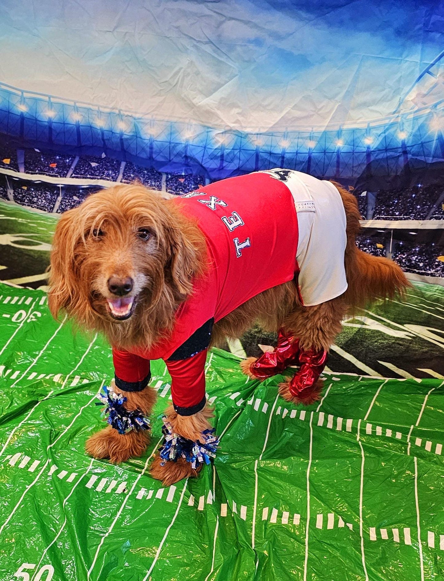 Houston Texans pet cheerleader costume, Texans dog cheerleader, Texans cat cheerleader