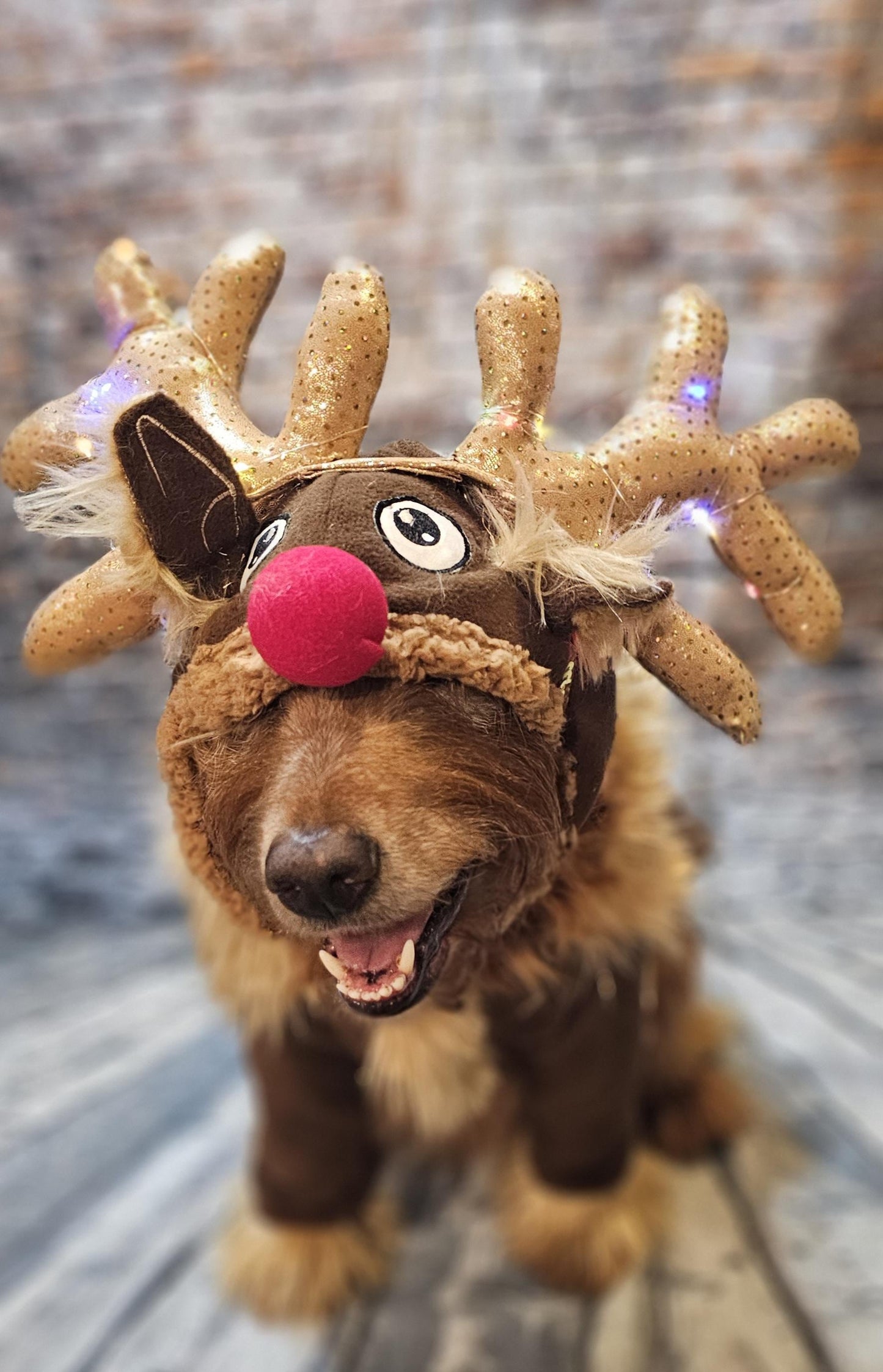 Reindeer pet costume, Reindeer dog costume, Rudolph pet costume, Rudolph dog costume, Deer pet costume, Reindeer cat costume, deer dog