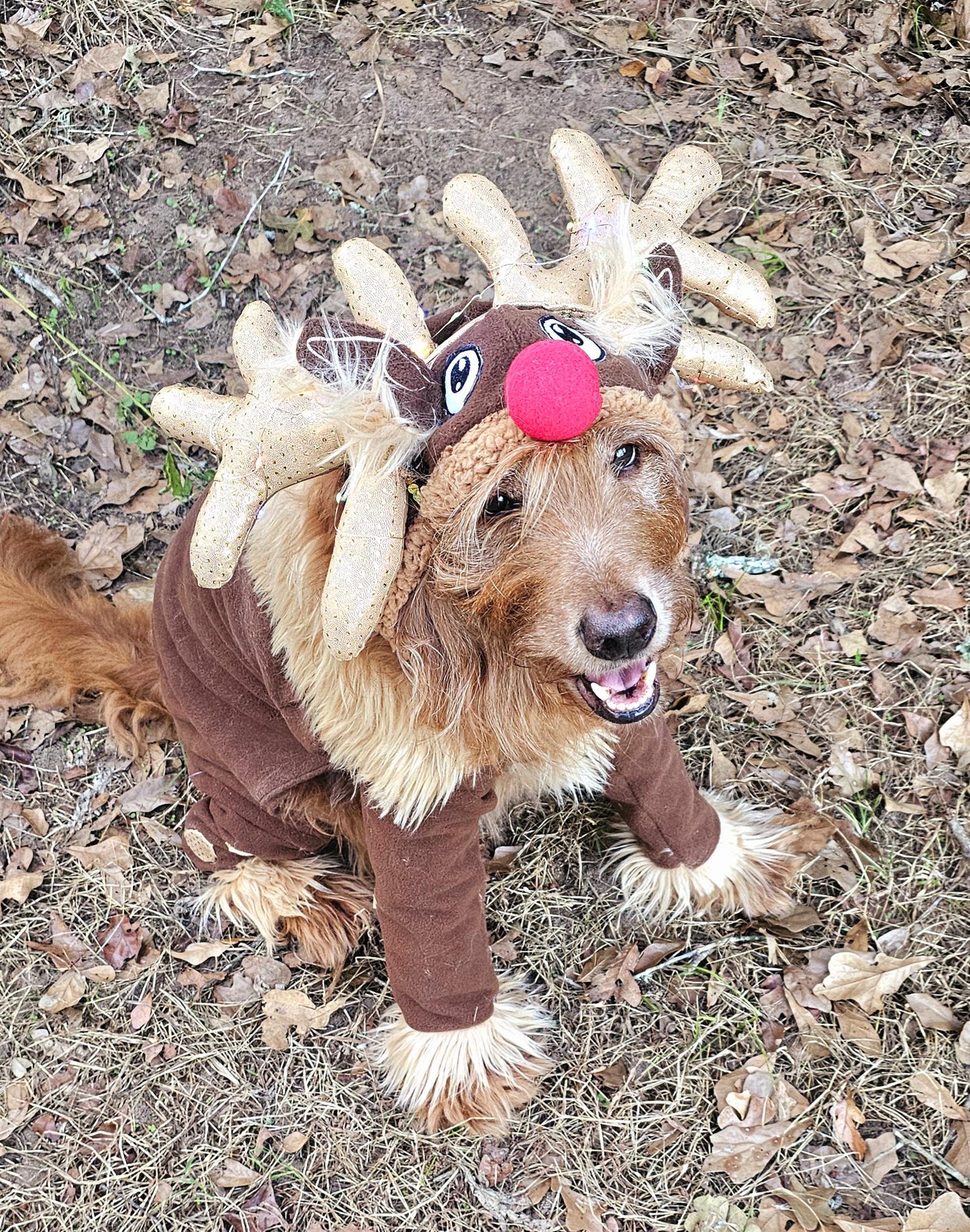 Reindeer pet costume, Reindeer dog costume, Rudolph pet costume, Rudolph dog costume, Deer pet costume, Reindeer cat costume, deer dog