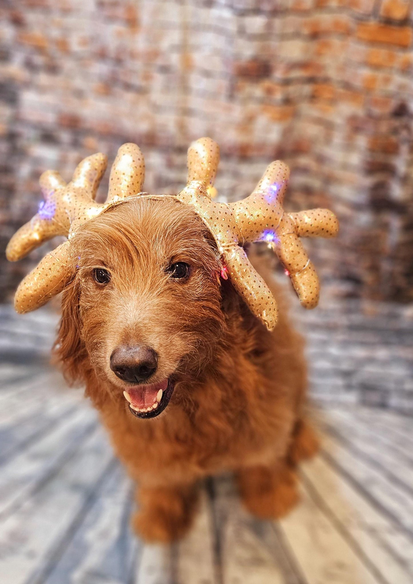 Light up pet antlers, light up dog antlers, Reindeer pet antlers, light up cat antlers, Reindeer dog light up antlers, antlers for pets