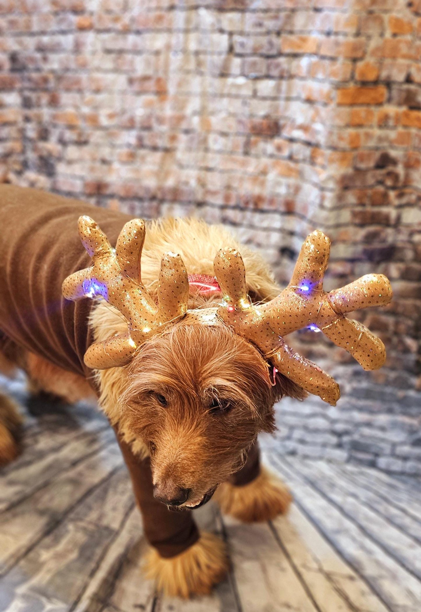 Light up pet antlers, light up dog antlers, Reindeer pet antlers, light up cat antlers, Reindeer dog light up antlers, antlers for pets