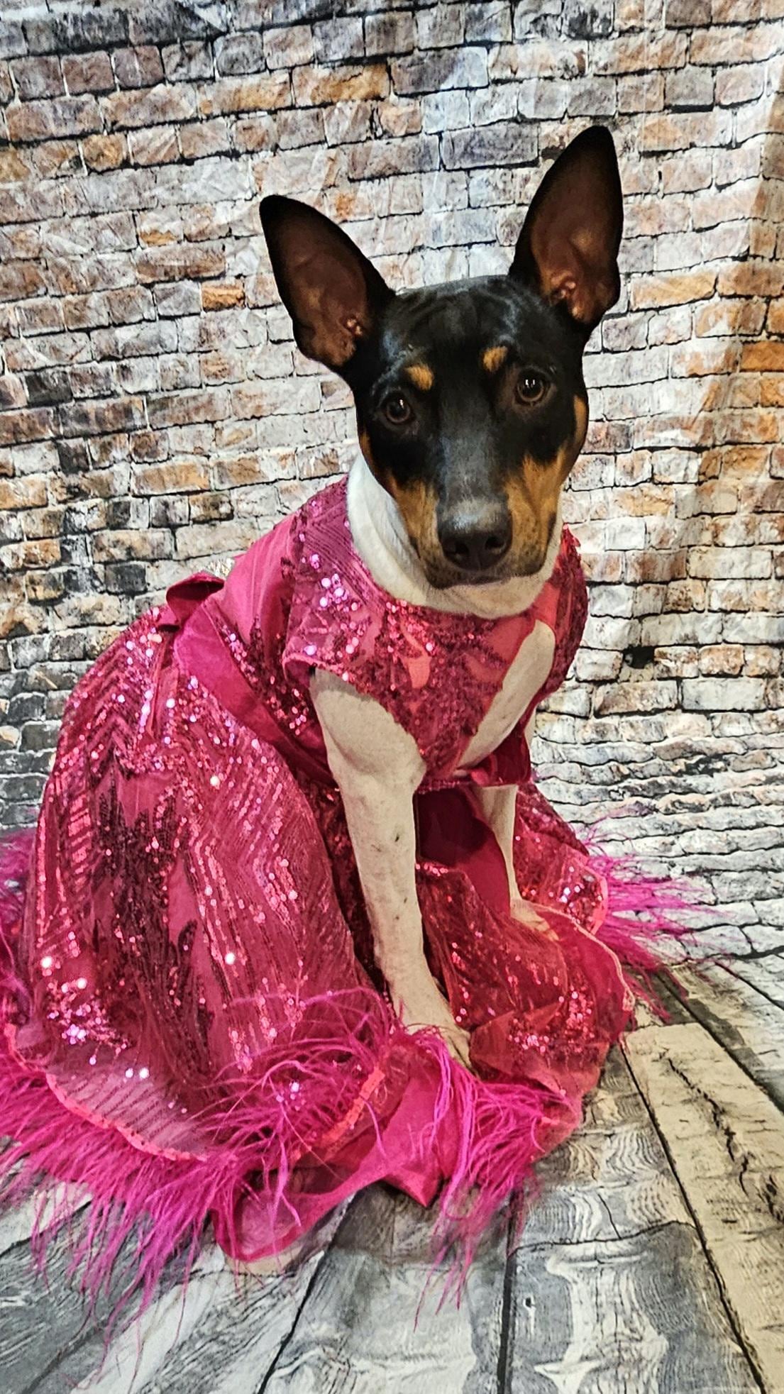 Couture pet dress, fushia pet dress, pink pet dress, Valentines pet dress, fushia dog dress, sequin pet dress, special occasion dog dress