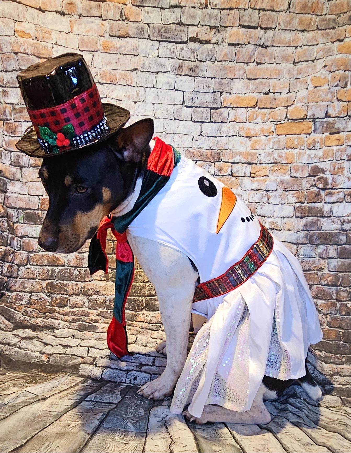 Snowman pet costume, Frosty the snowman pet costume, snowman dog costume, snowman cat costume, frosty pet costume, Christmas pet costume