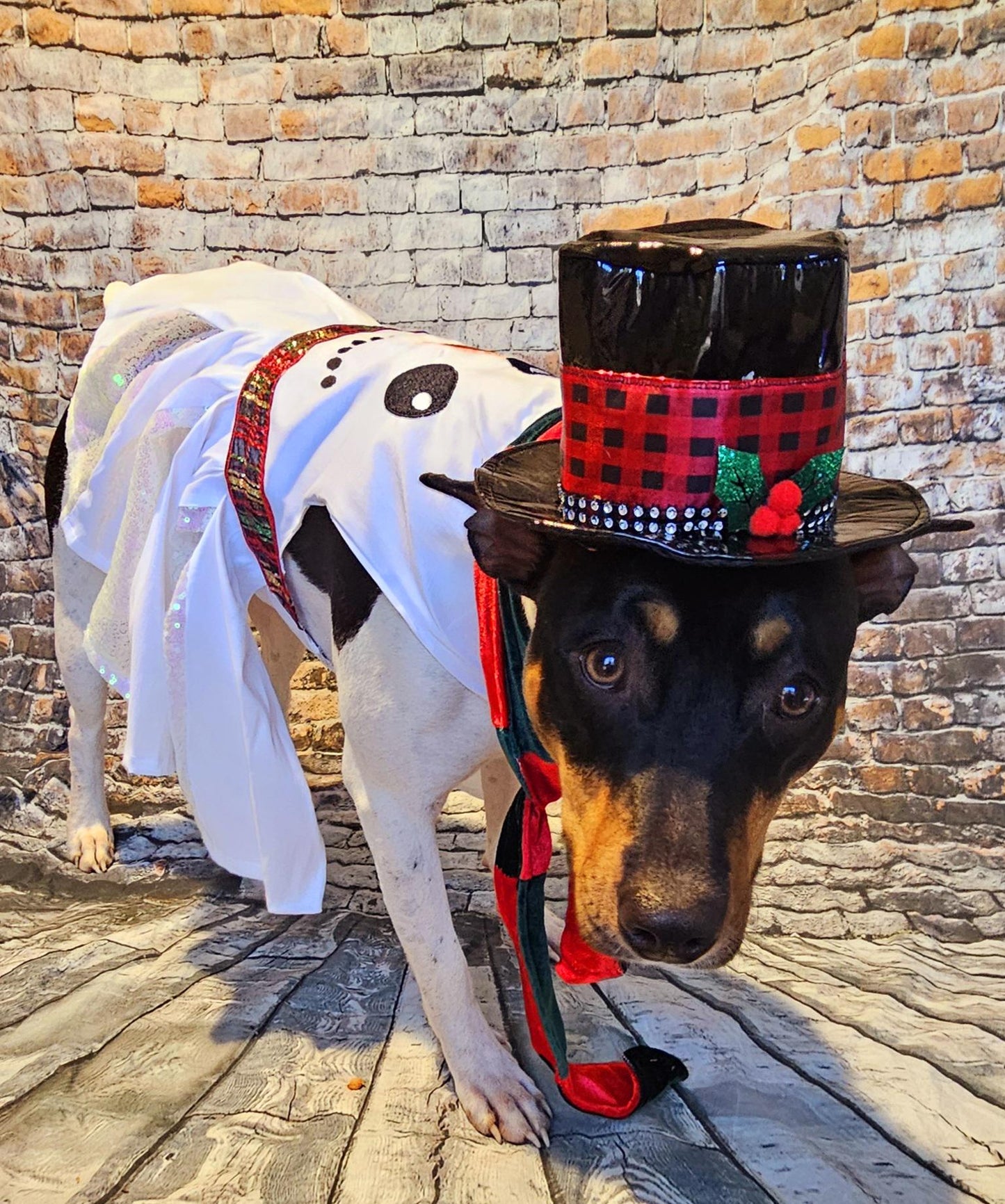 Snowman pet costume, Frosty the snowman pet costume, snowman dog costume, snowman cat costume, frosty pet costume, Christmas pet costume