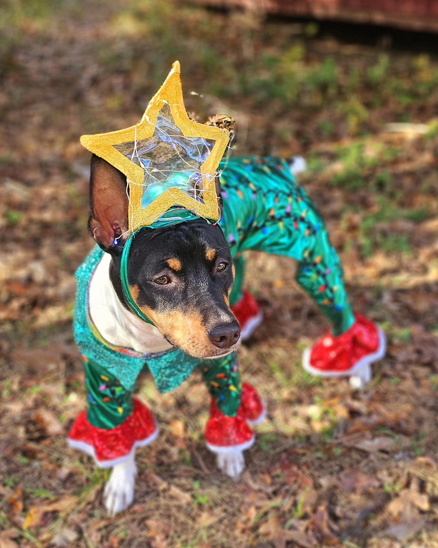 Christmas Tree pet costume, Light up tree pet costume, tree dog costume, tree cat costume