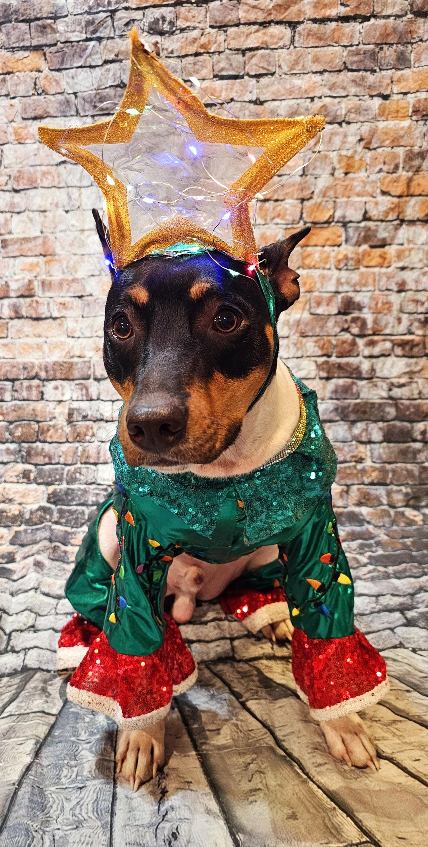 - Light up tree pet costume, Christmas tree pet costume, tree pet costume, light up tree pet costume, Christmas tree dog costume, light up Christmas tree cat costume