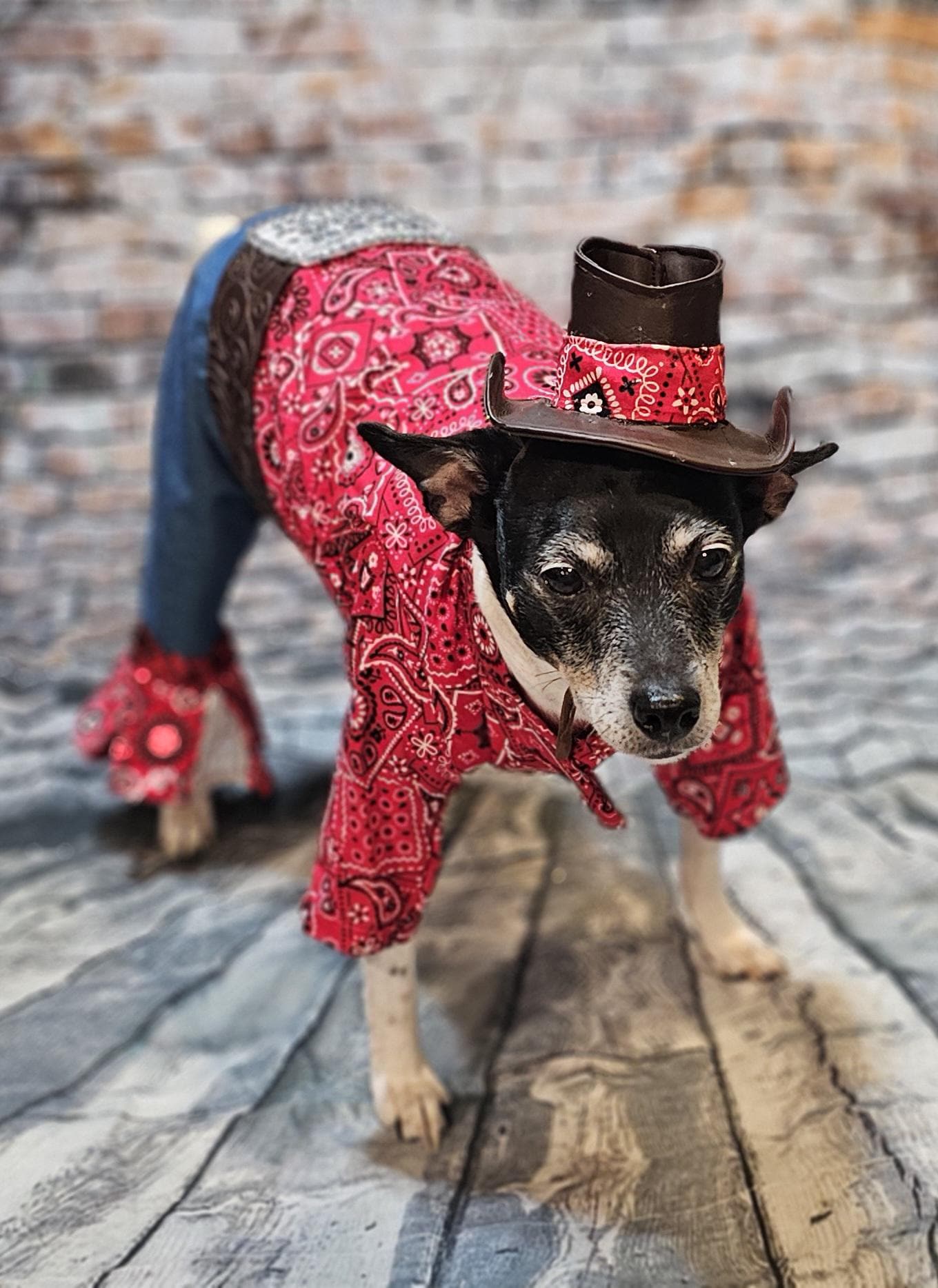 - Western cowboy pet costume,Western cowboy dog costume, westen cat costume