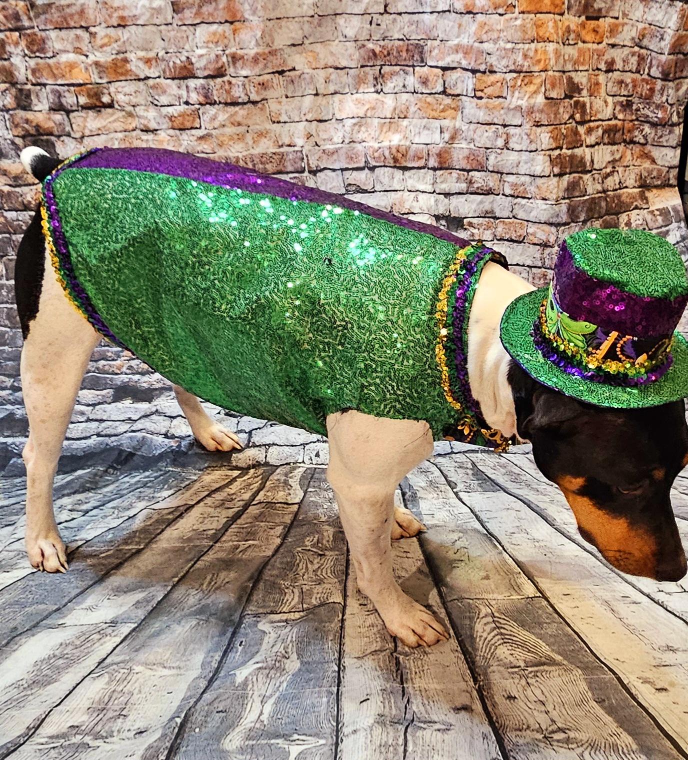 Sequin Mardi Gras pet vest and hat, fat tuesday pet vest, mardi gras pet costume, mardi gras dog vest and hat, mardi gras cat vest, fat tuesday dog