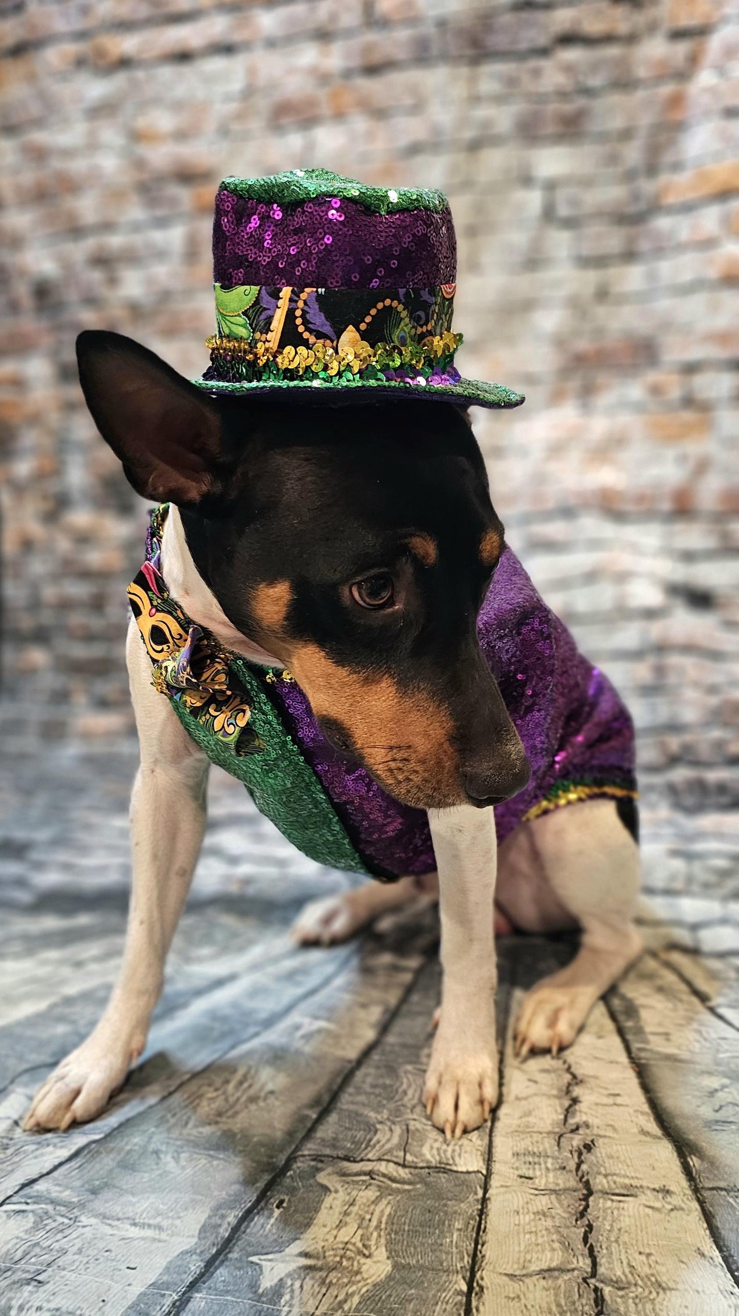 Sequin Mardi Gras pet vest and hat, fat tuesday pet vest, mardi gras pet costume, mardi gras dog vest and hat, mardi gras cat vest, fat tuesday dog