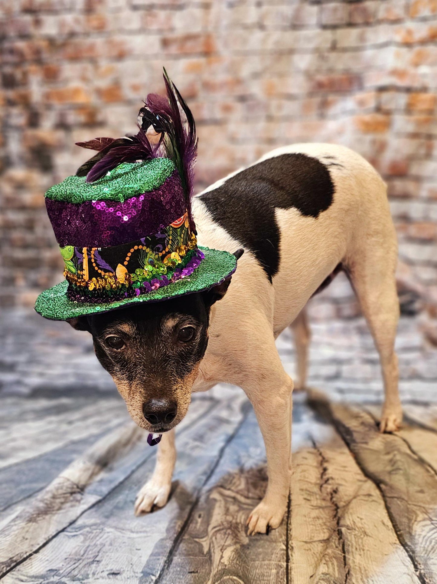 Mardi Gras sequin pet hat, fat tuesday pet hat, mardi gras pet hat, mardi gras dog hat, mardi gras cat hat, fat tuesday dog hat, sequin pet hat
