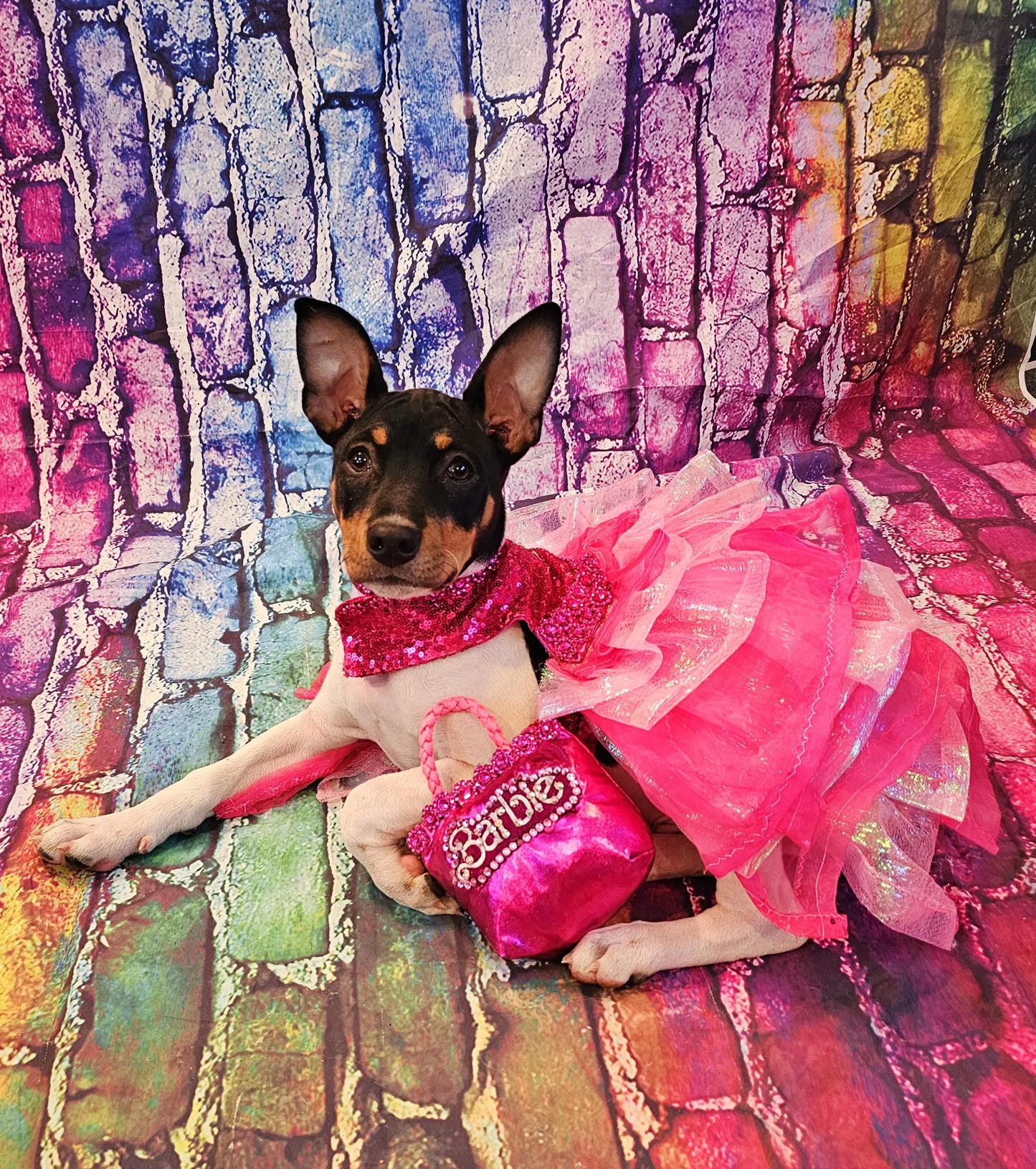- Pink doll pet costume, Barbie sequin pink pet costume, dog barbie pink pet costume, wig pet costume, replica Barbie pet costume