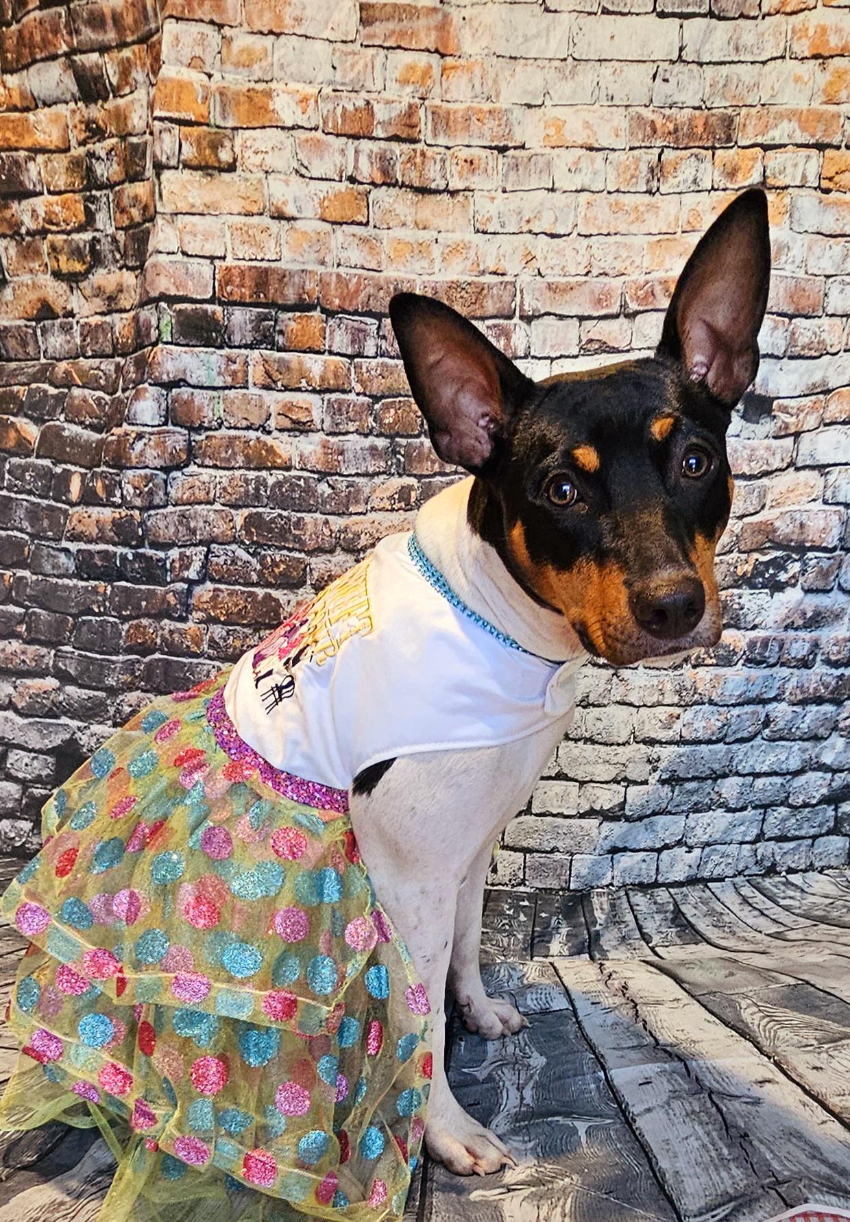 Taylor Era Pet dress, Embroidered Taylor pet dress, Taylor Era dog dress, Taylor Era cat dress, Era's dog dress