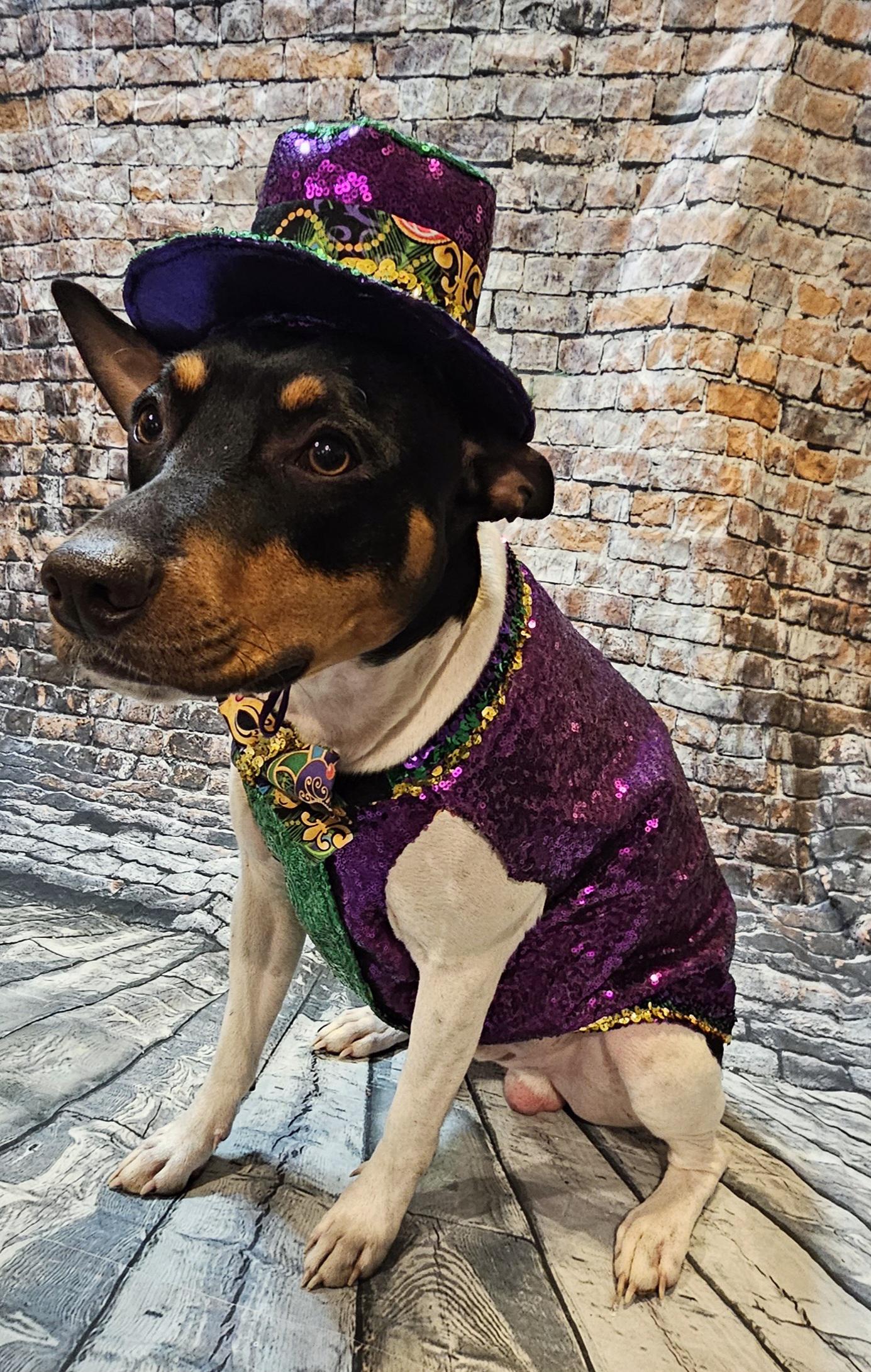 Sequin Mardi Gras pet vest and hat, fat tuesday pet vest, mardi gras pet costume, mardi gras dog vest and hat, mardi gras cat vest, fat tuesday dog
