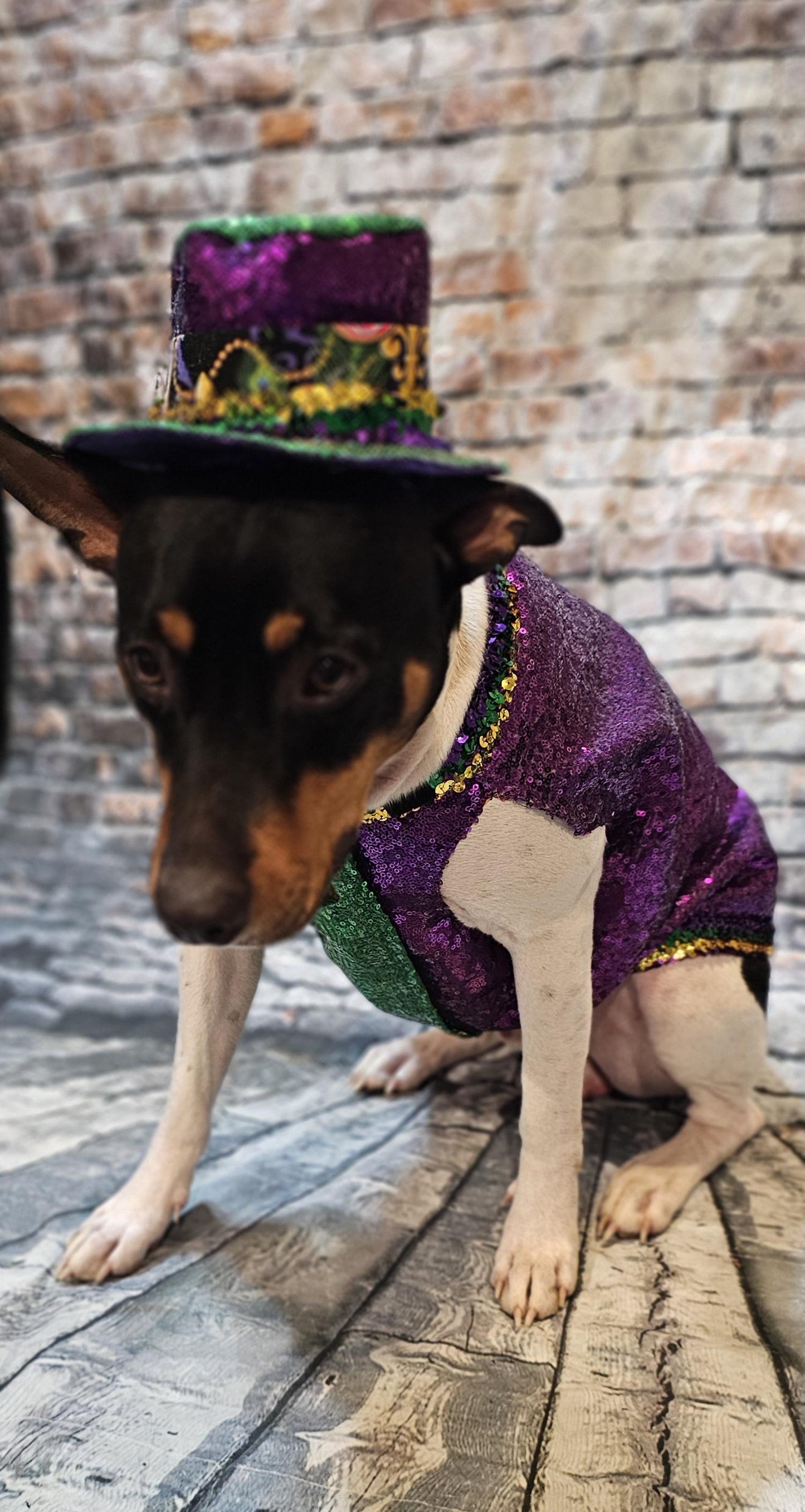 Sequin Mardi Gras pet vest and hat, fat tuesday pet vest, mardi gras pet costume, mardi gras dog vest and hat, mardi gras cat vest, fat tuesday dog