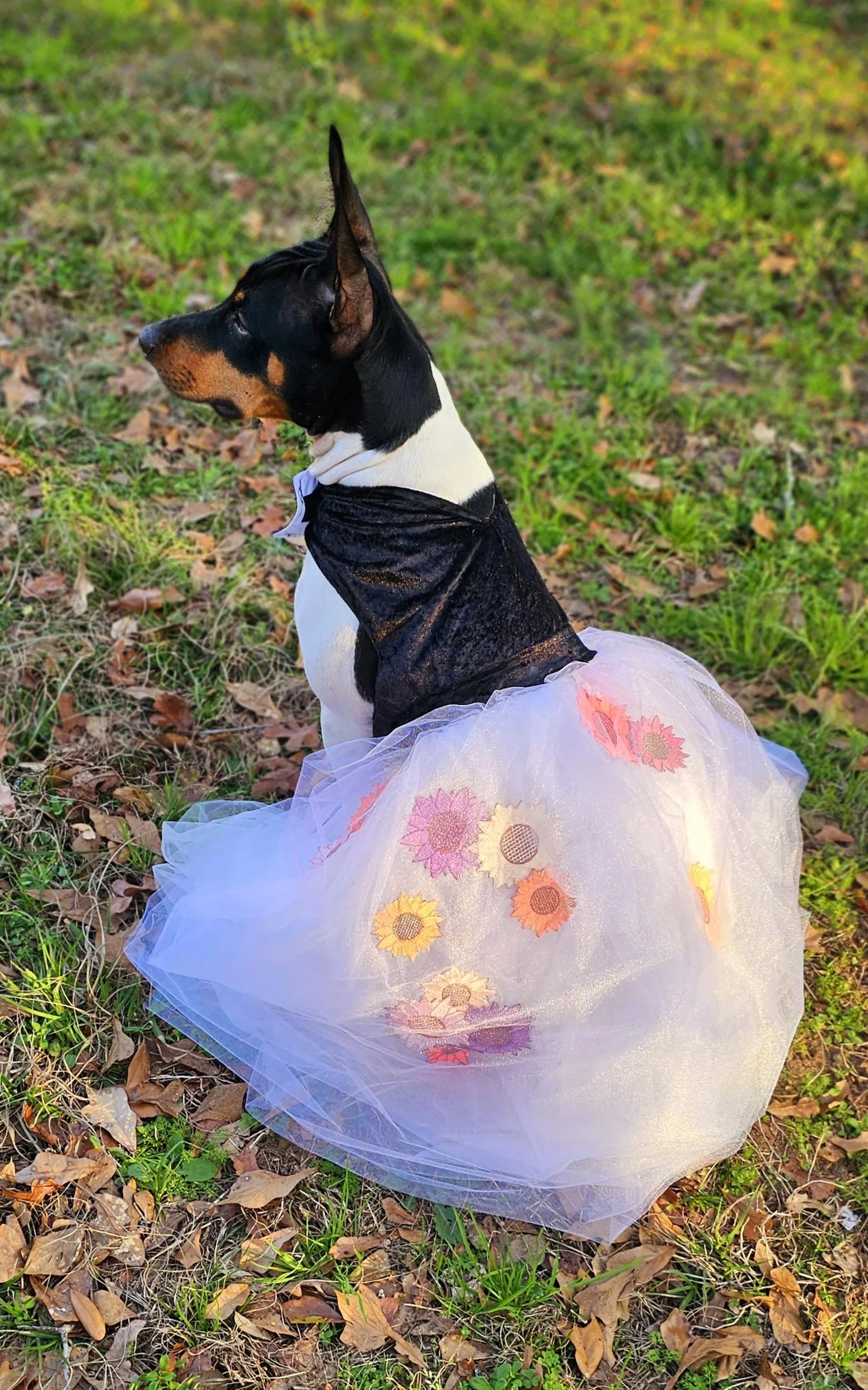 Taylor Swift pet dress, Taylor lover pet dress, Taylor Me pet dress, Taylor Swift dog dress, Taylor pet flower tulle dress, Taylor cat dress