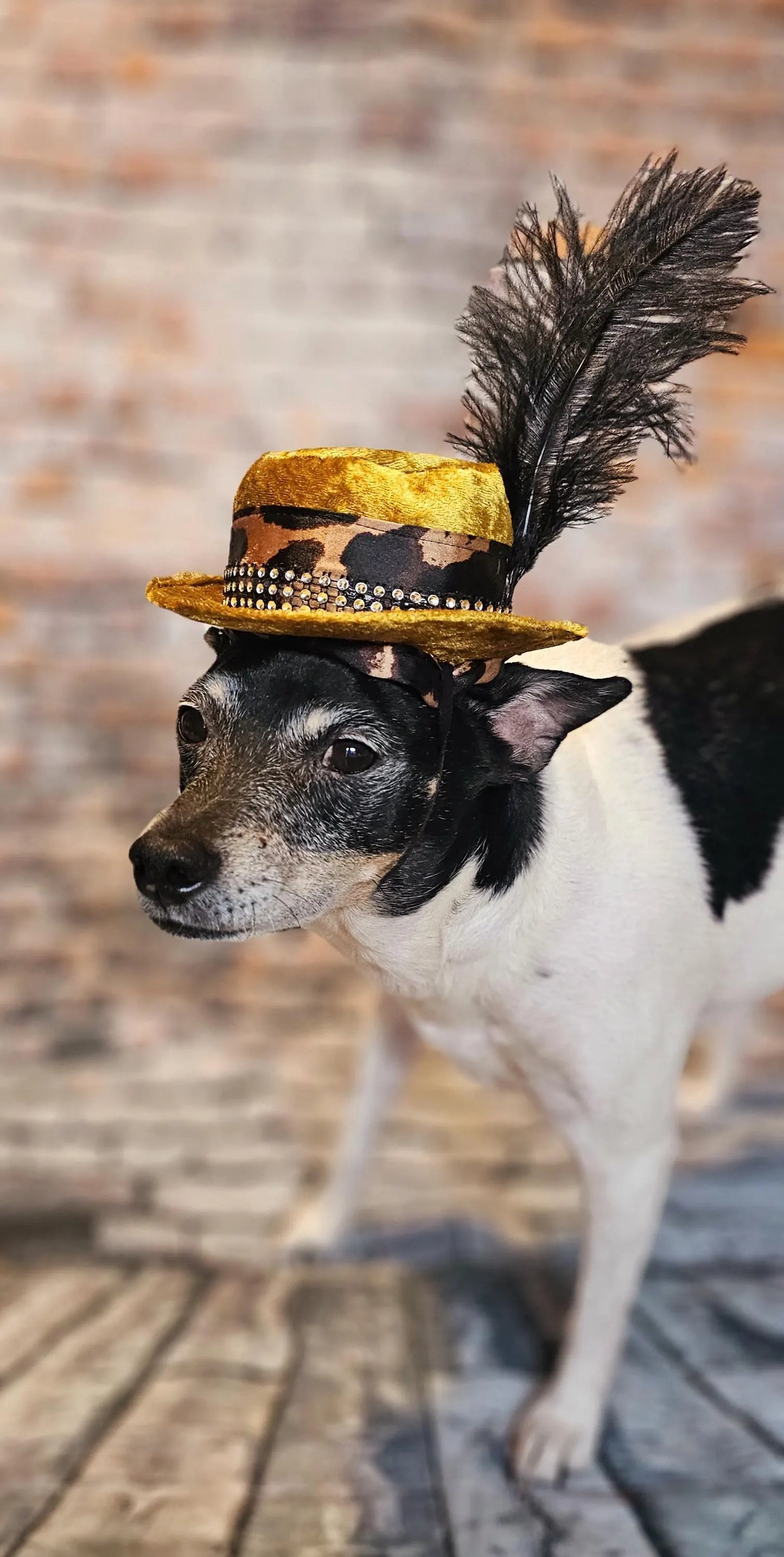 Pimp pet hat, pimp dog hat, gangster pet hat, gangster dog hat, pet pimp hat, pimp cat hat, dog gangster hat, pimp feather pet hat