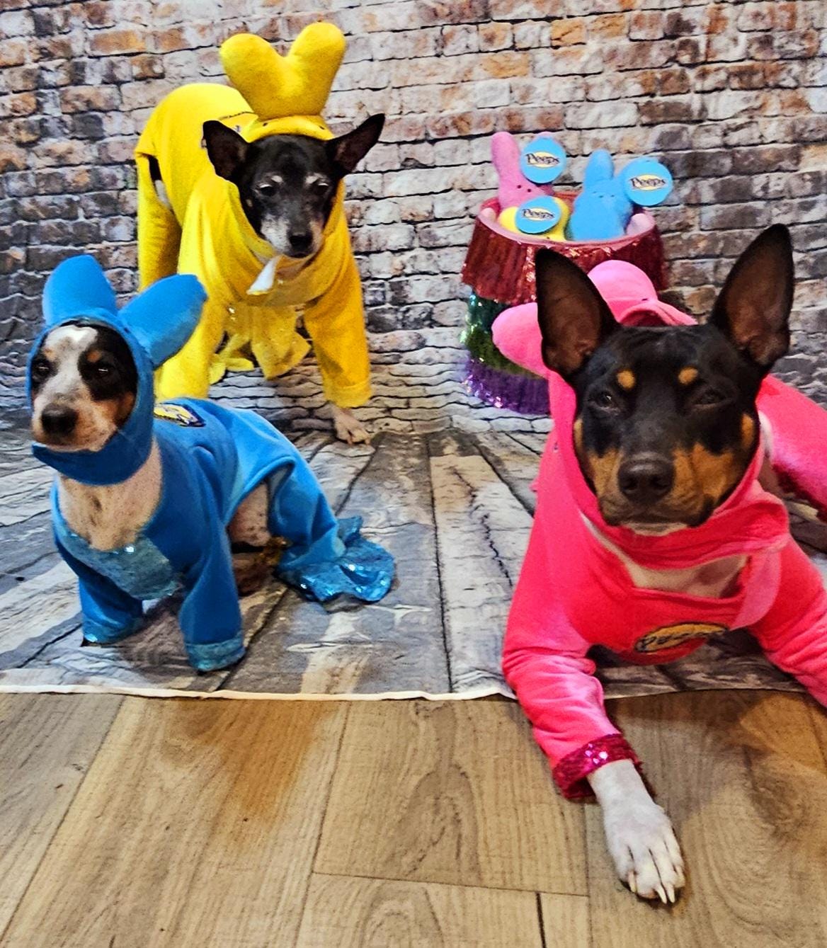 Peeps pet costume, bunny pet costume, Easter pet costume, peeps dog costume, peeps marshmallow pet costume, Easter bunny pet costume