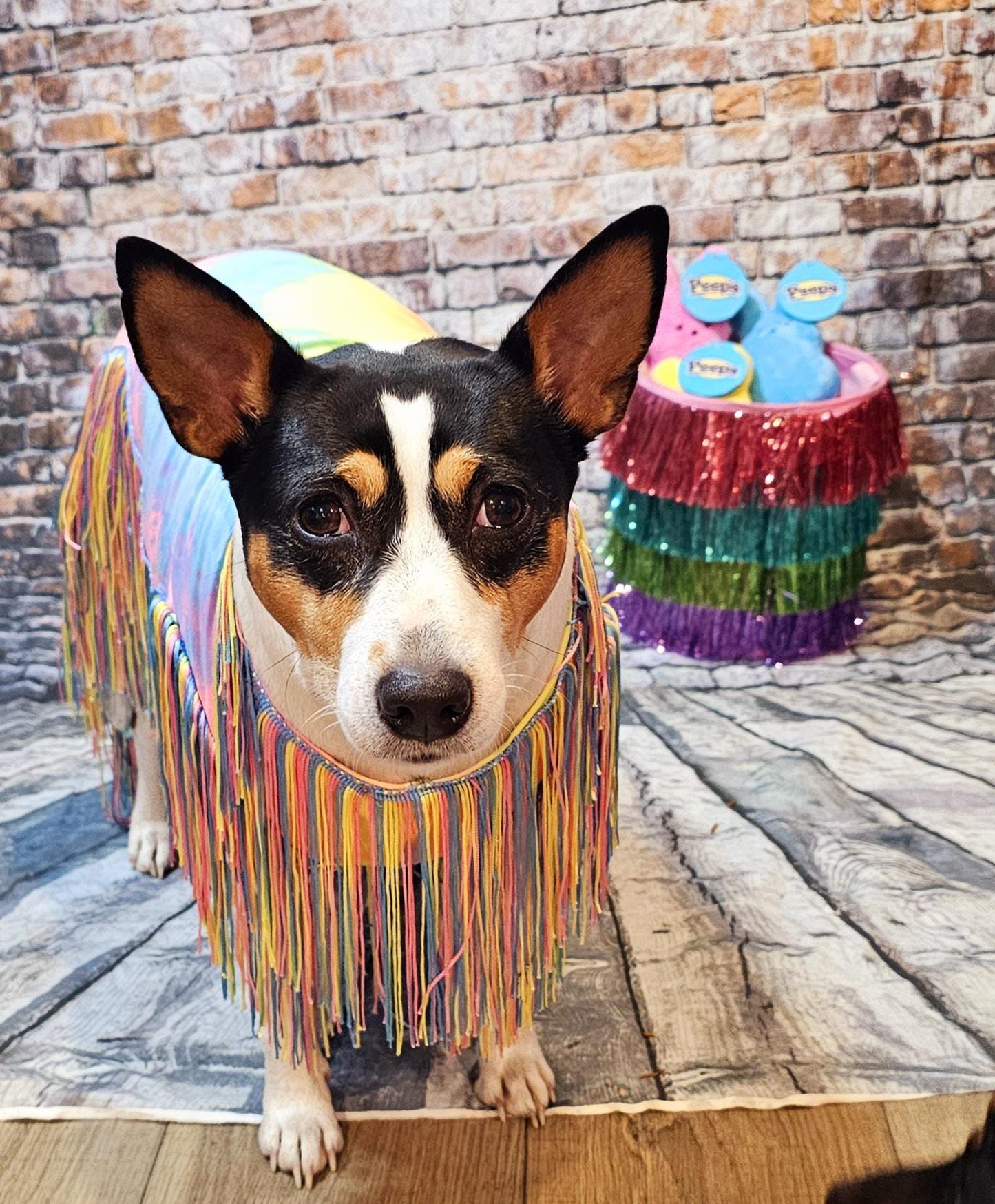 Tie-Dye tassel pet dress, Easter egg pet dress, 70s fringe pet costume, Tie-dye fringe pet costume, fringe dog costume, Tie dye cat dress