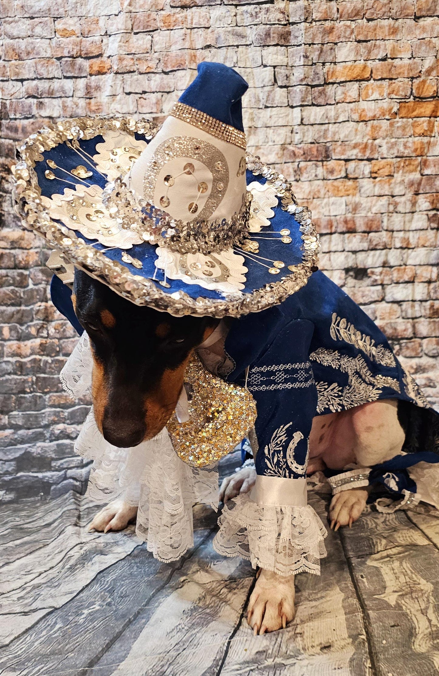- Mariachi Pet costume, Charro pet clothes, Cinco De Mayo pet suit, Cinco De Mayo pet hat, Cinco de mayo dog hat, Cinco dog costume