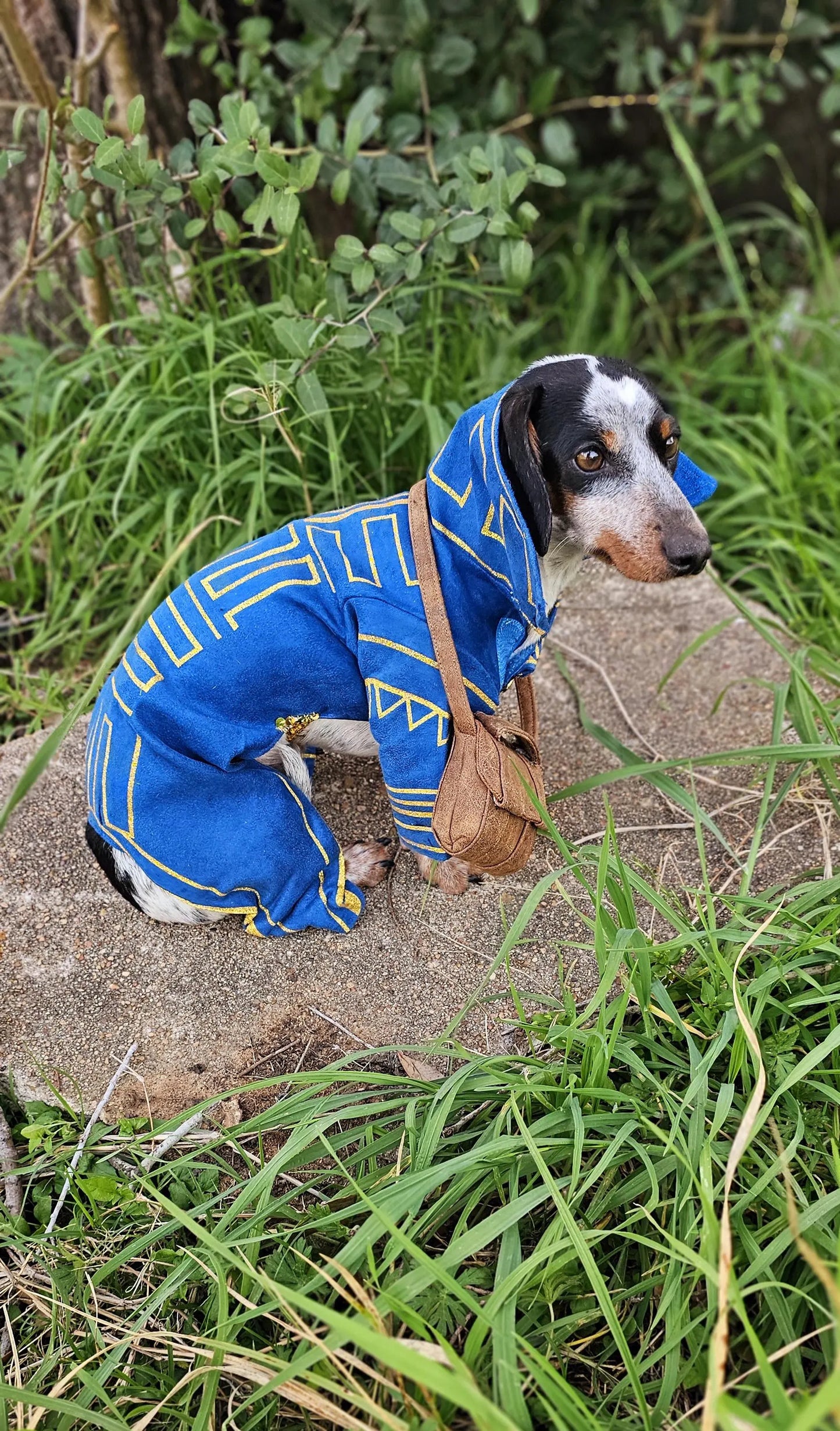 - Prince Fiyero pet costume, prince fiyero dog costume, fiyero cat costume, pet fiyero costume, dog fiyero costume, cat fiyero costume