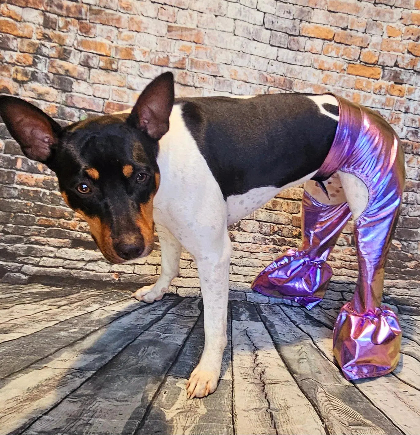 - Bell bottoms for pets, bell bottom pet pants, dog bell bottoms