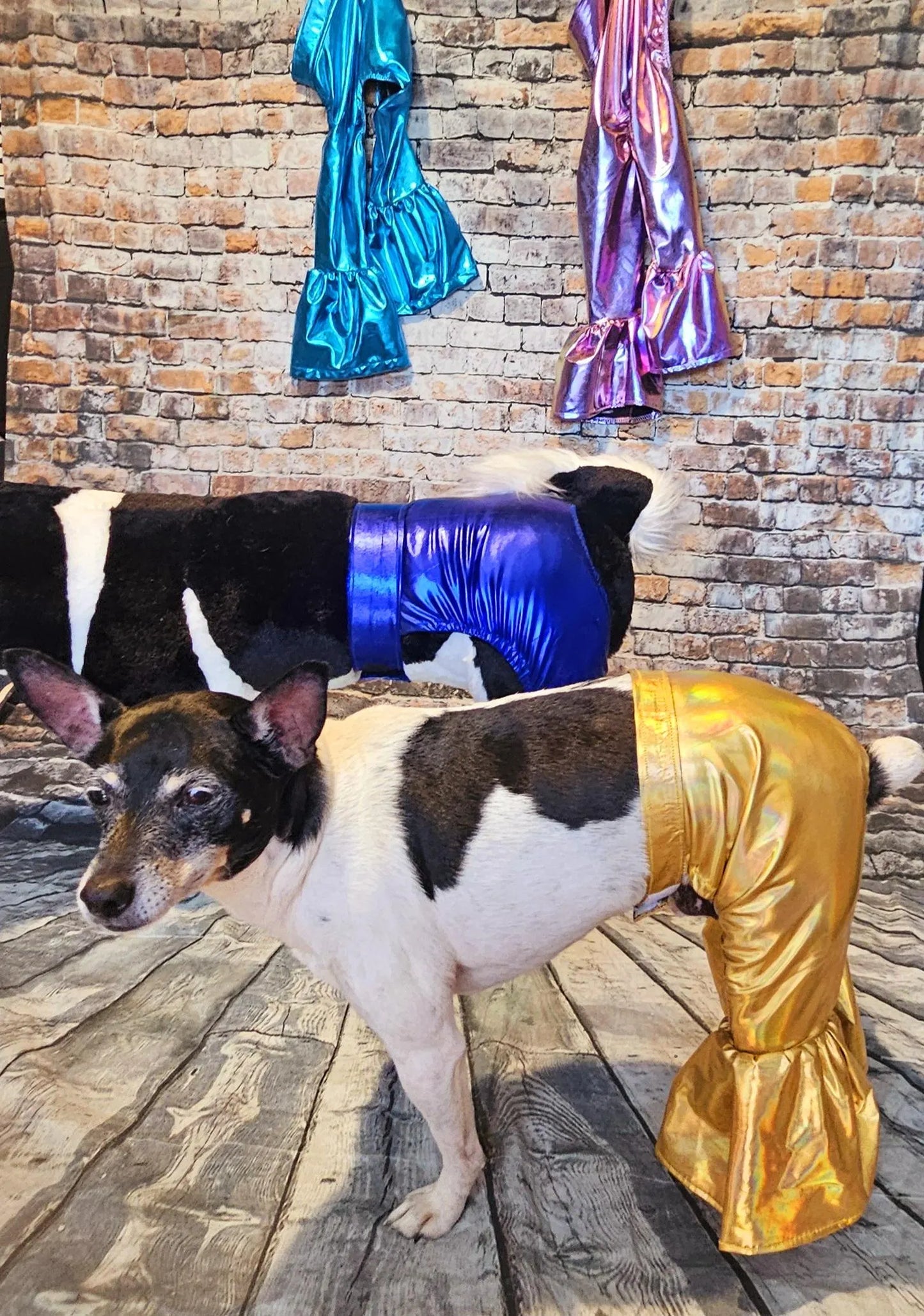 - Bell bottoms for pets, bell bottom pet pants, dog bell bottoms