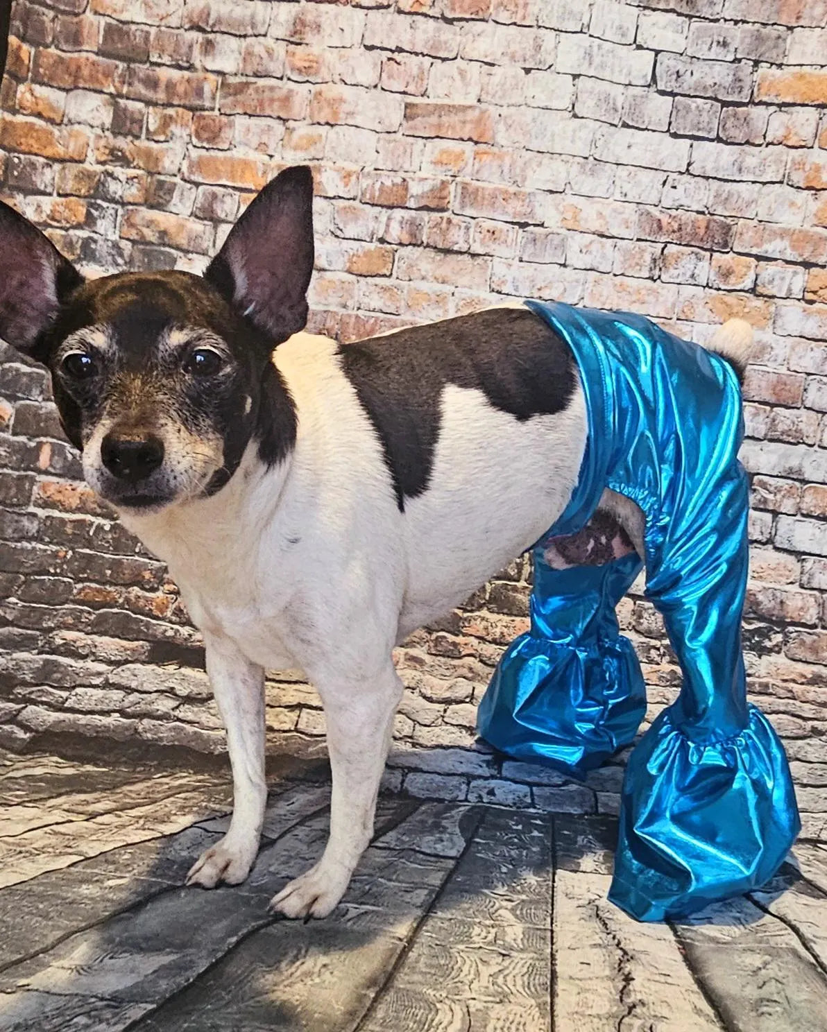 - Bell bottoms for pets, bell bottom pet pants, dog bell bottoms