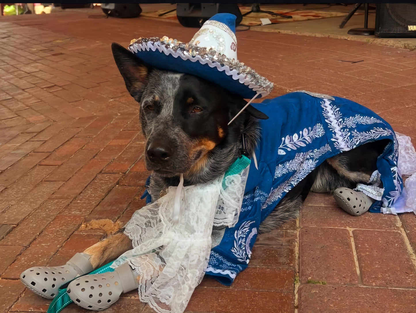 - Mariachi Pet costume, Charro pet clothes, Cinco De Mayo pet suit, Cinco De Mayo pet hat, Cinco de mayo dog hat, Cinco dog costume