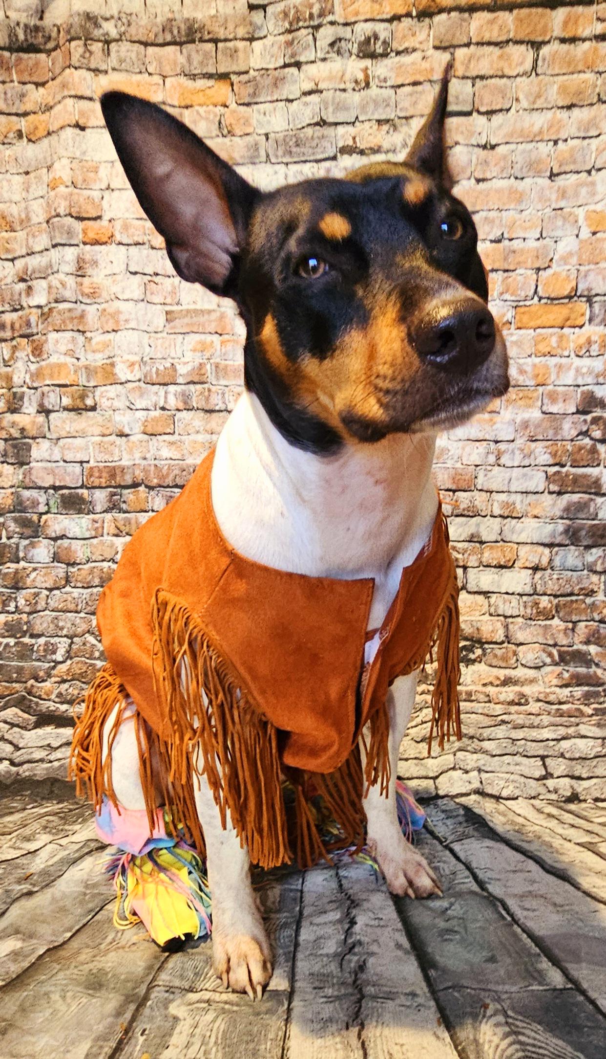 - Woofstock fringe pet hippie vest, pet hippie costume, tassel pet jacket, brown fringe pet, bell bottom pet, hippie dog costume