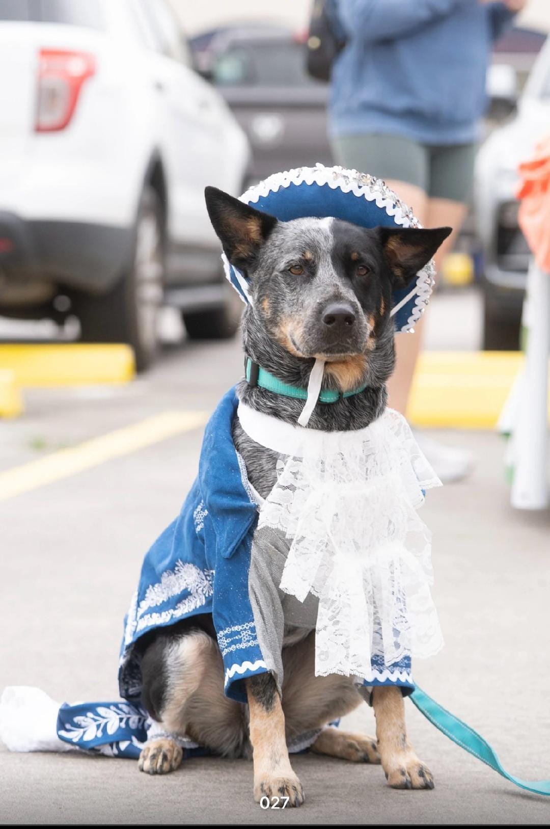 - Mariachi Pet costume, Charro pet clothes, Cinco De Mayo pet suit, Cinco De Mayo pet hat, Cinco de mayo dog hat, Cinco dog costume