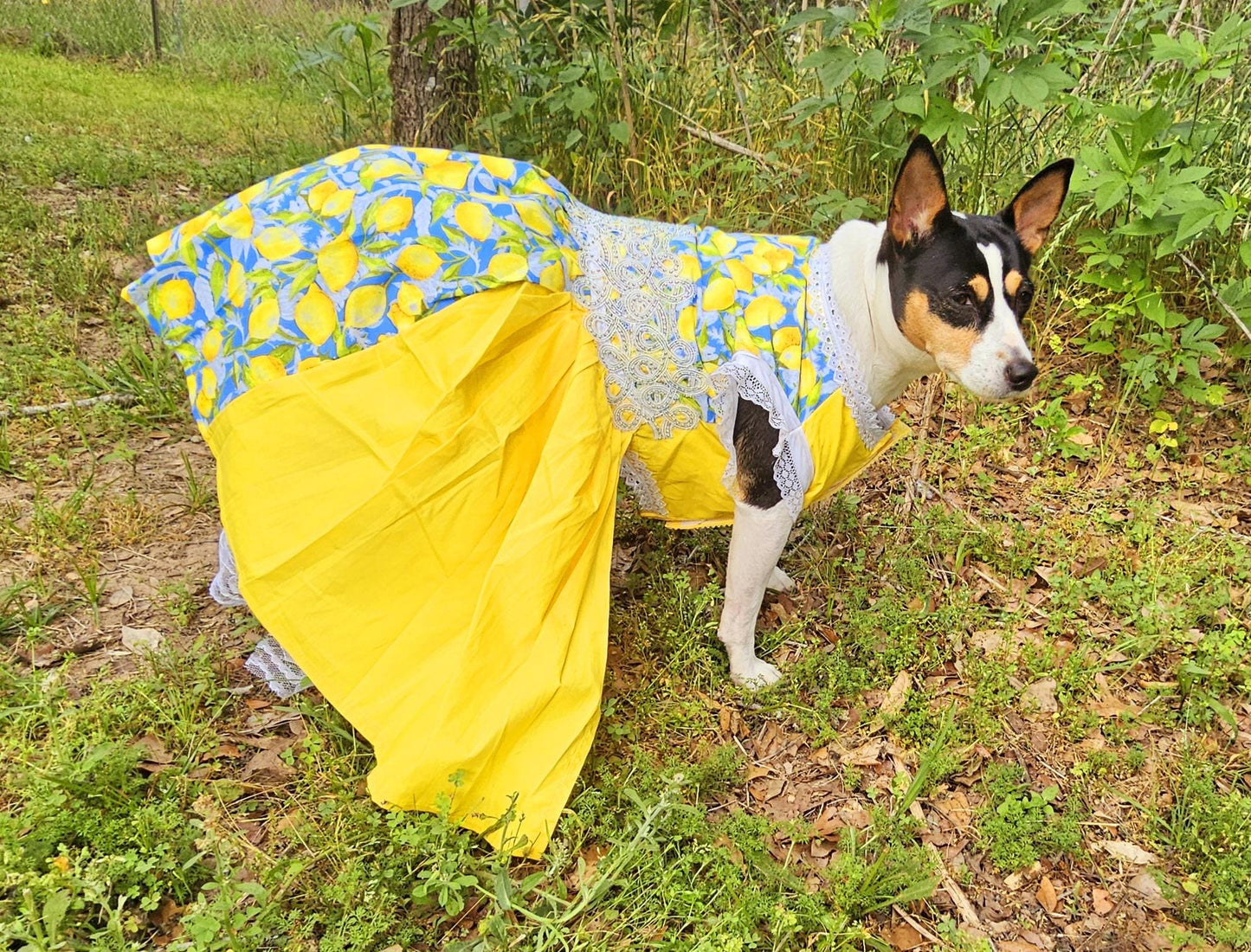 Lemon pet dress, lemon print dog dress, lemon cat dress, pet lemon dress, dog dresses