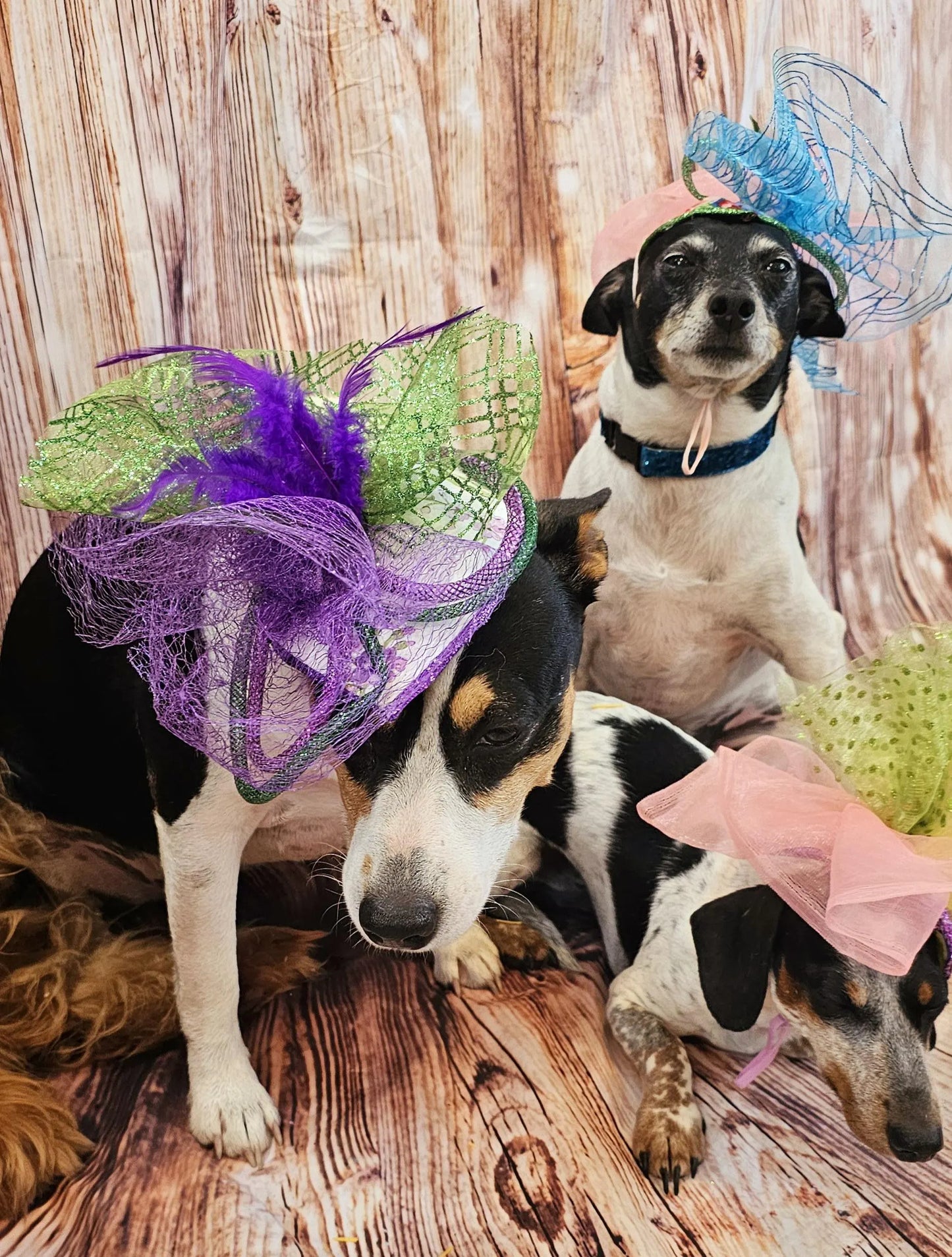 Kentucky Derby pet fasunator hat, derby pet hat