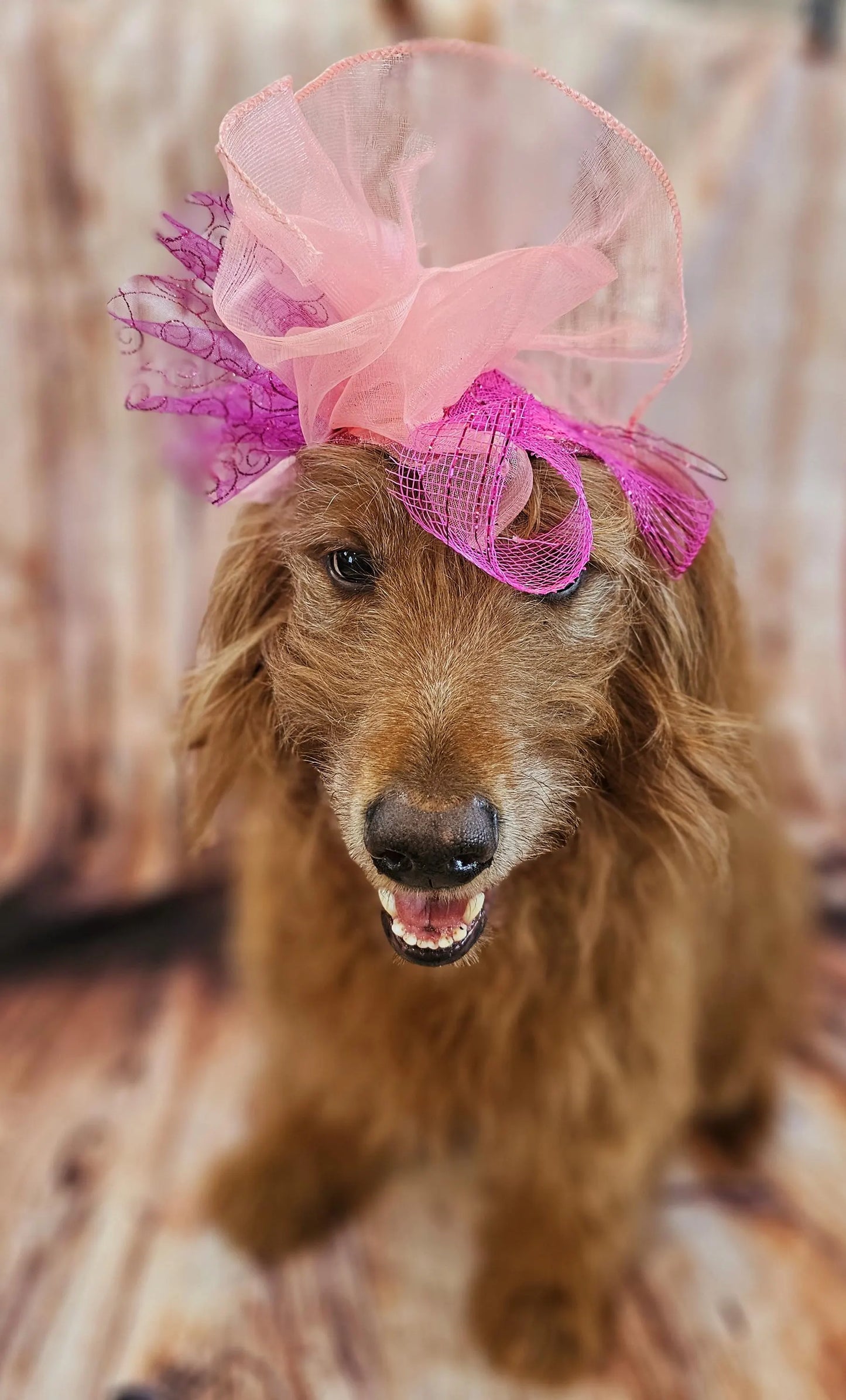 Kentucky Derby pet fasunator hat, derby pet hat