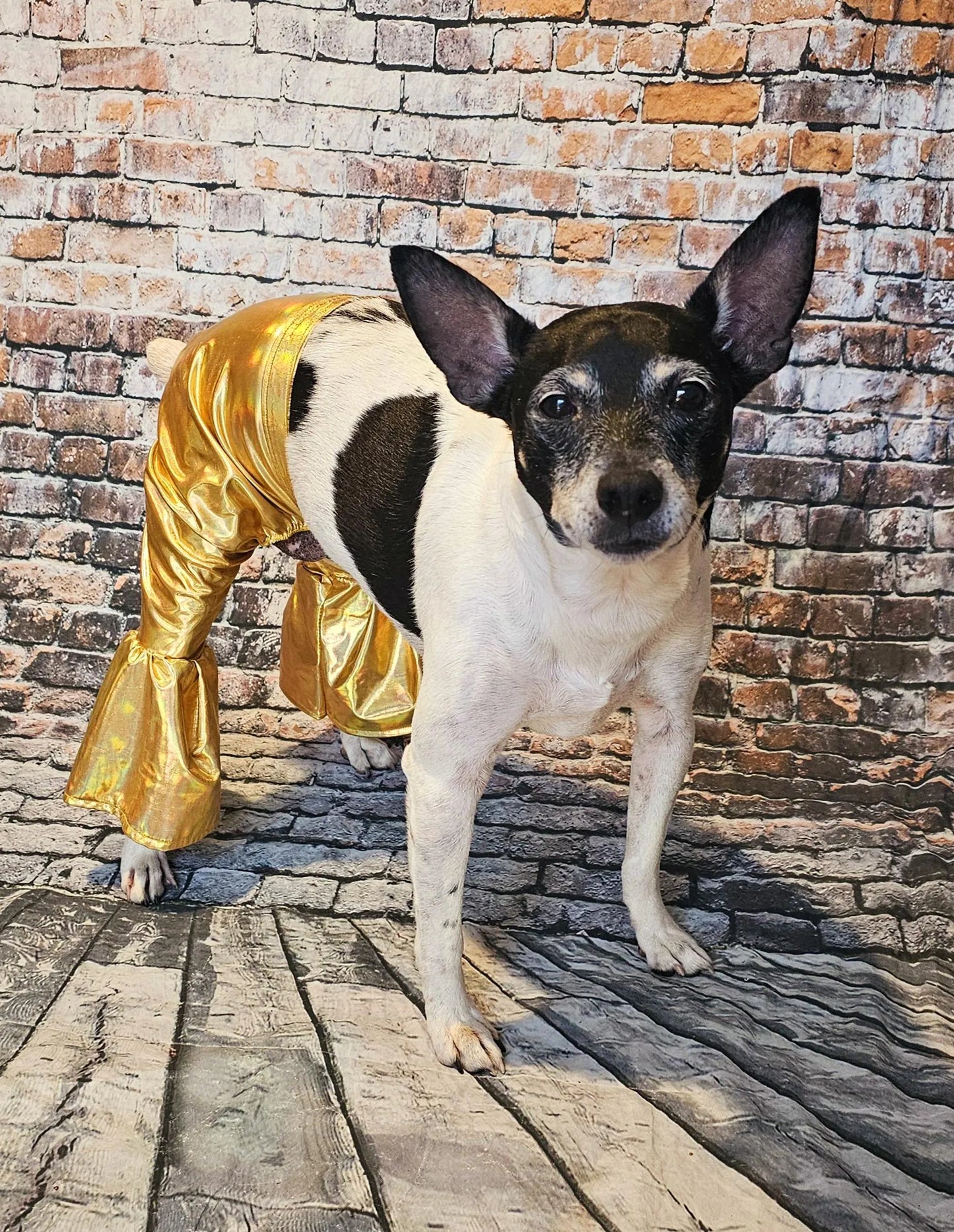 - Bell bottoms for pets, bell bottom pet pants, dog bell bottoms