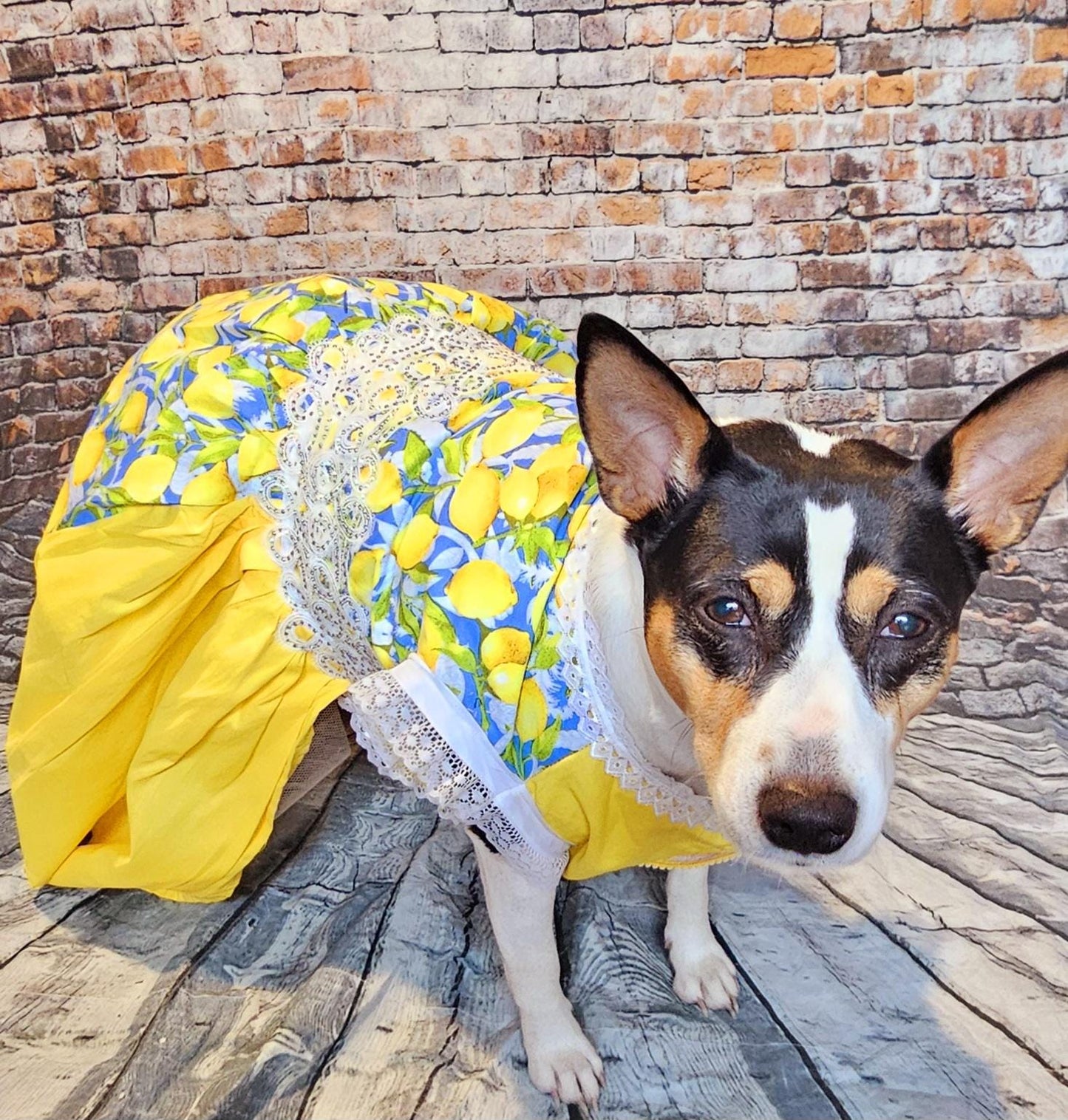 Lemon pet dress, lemon print dog dress, lemon cat dress, pet lemon dress, dog dresses