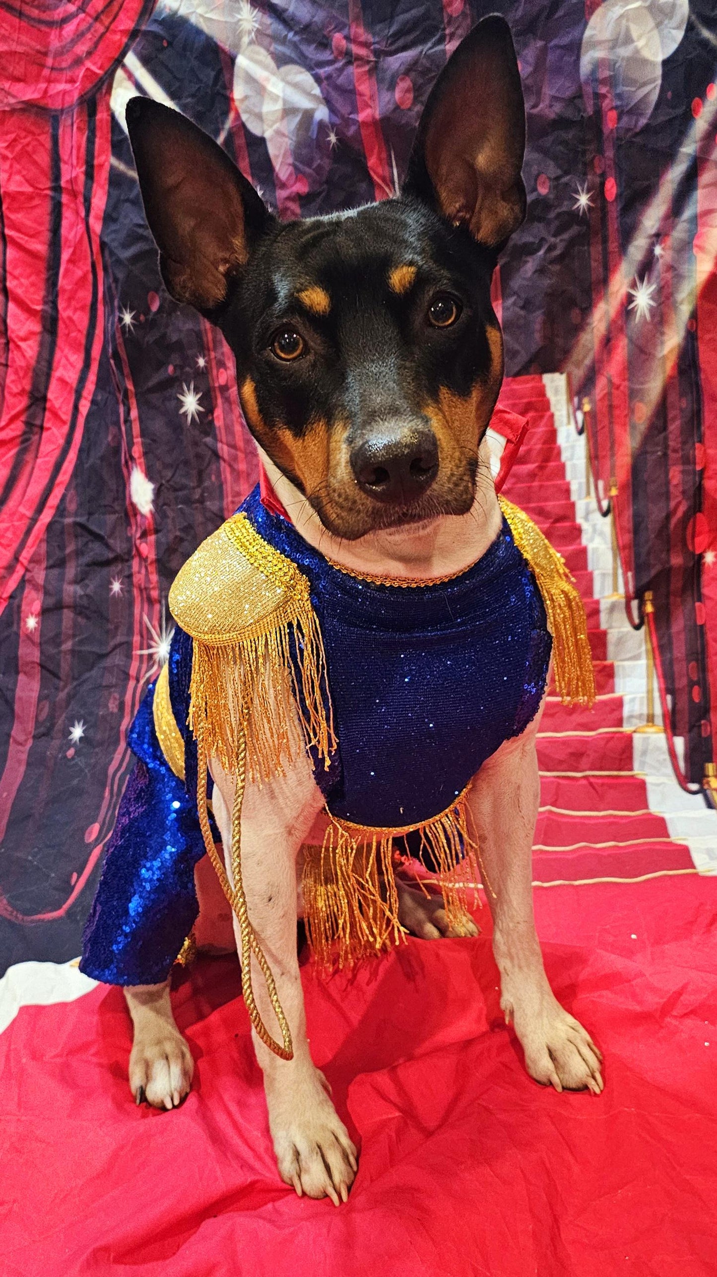 - Chappell Roan pet costume, Chappell Roan sequin dog costume