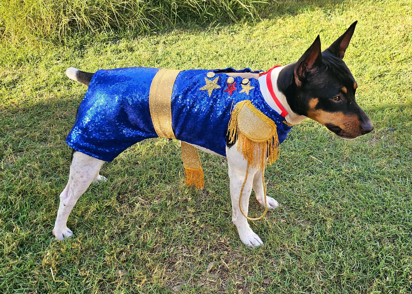 - Chappell Roan pet costume, Chappell Roan sequin dog costume