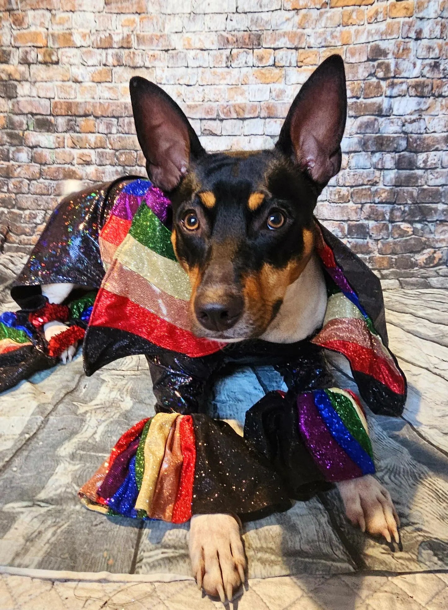 Glitter rainbow pride pet body suit, rainbow pet body suit, gay pride pet body suit, pride dog body suit, pride cat body suit, pride pet clothes