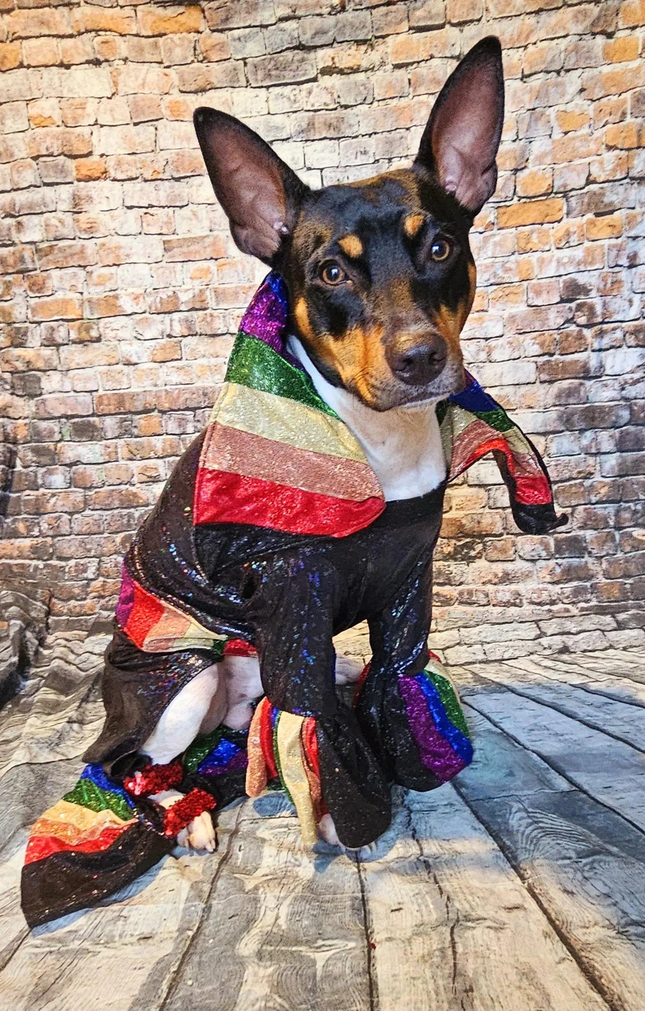 Glitter rainbow pride pet body suit, rainbow pet body suit, gay pride pet body suit, pride dog body suit, pride cat body suit, pride pet clothes